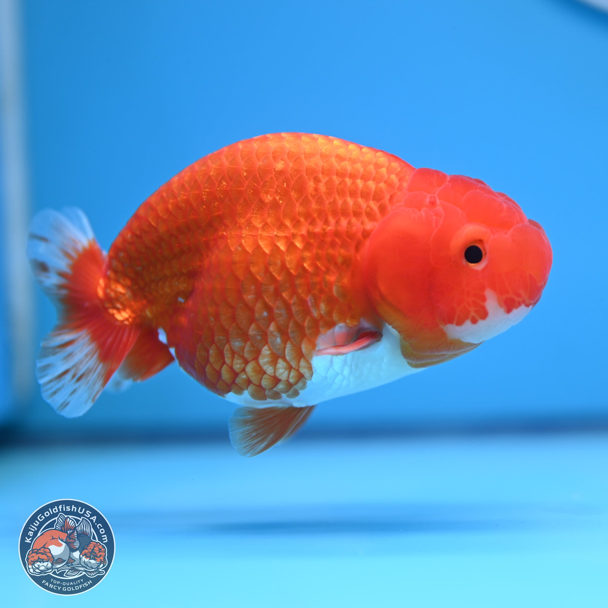 Red White Buffalo Ranchu 4-5 in (241011_RC03) - Kaiju Goldfish USA