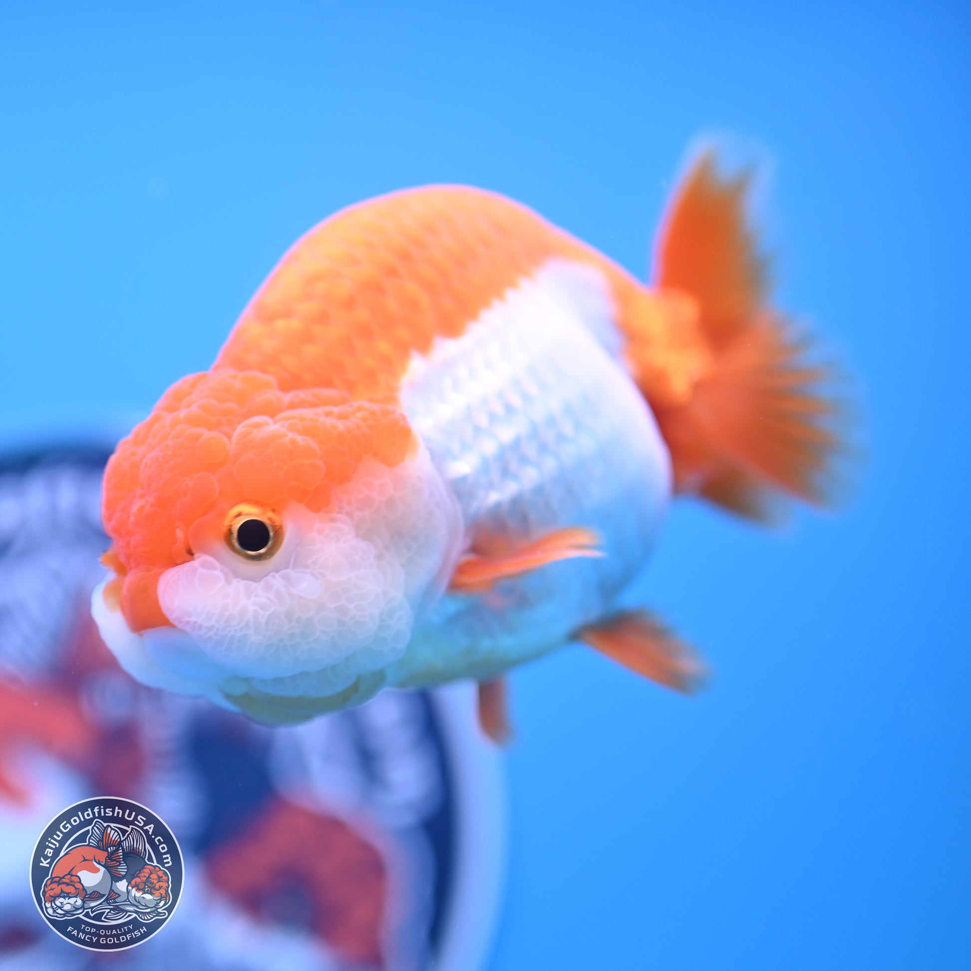 Shogun Red White Ranchu 4.5in Body (240802_RC03) - Kaiju Goldfish USA