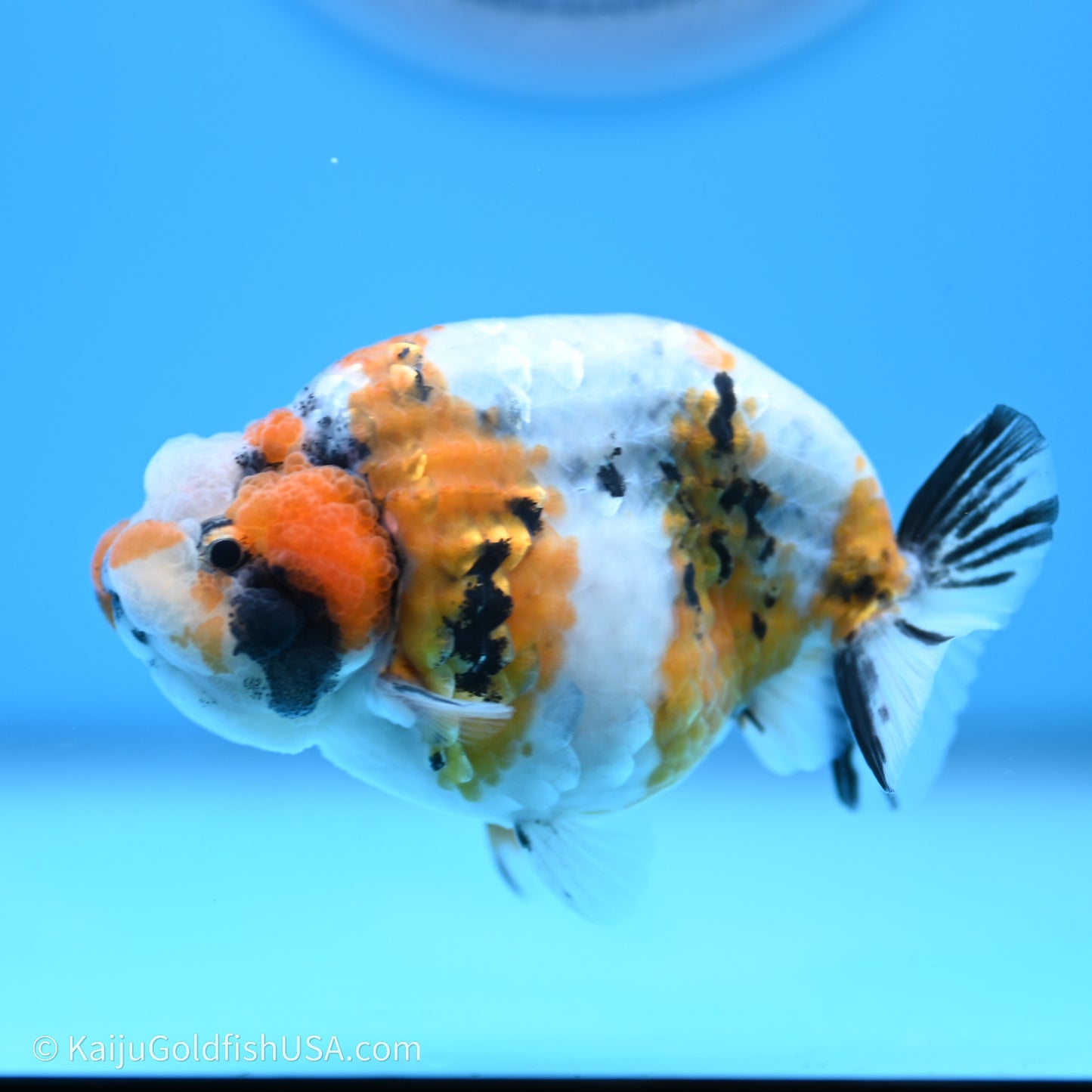 Calico Ranchu 3.5 in Body (240719_RC03) - Kaiju Goldfish USA