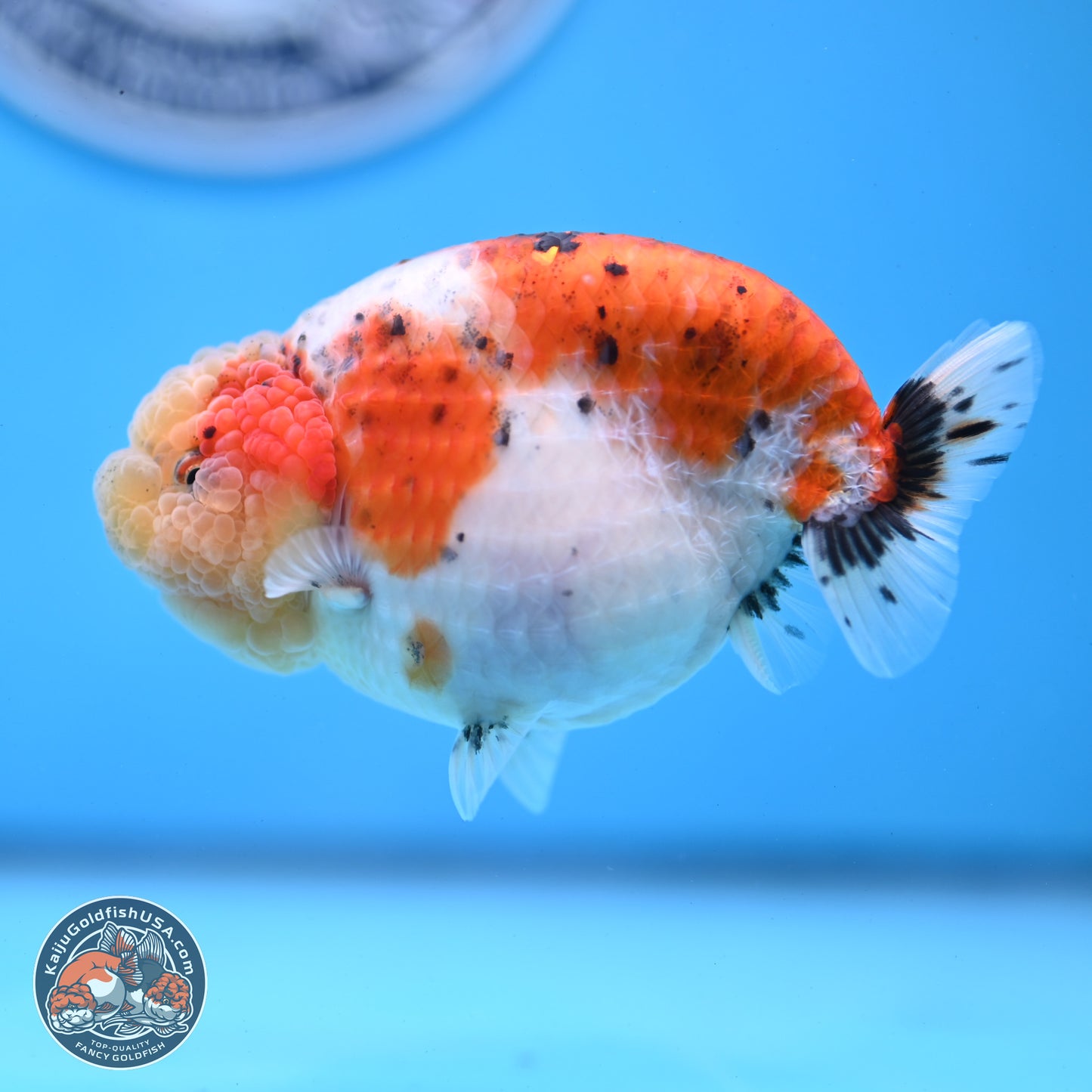 Tricolor Sakura Ranchu 4 inches Body - Female (250228_RC03)