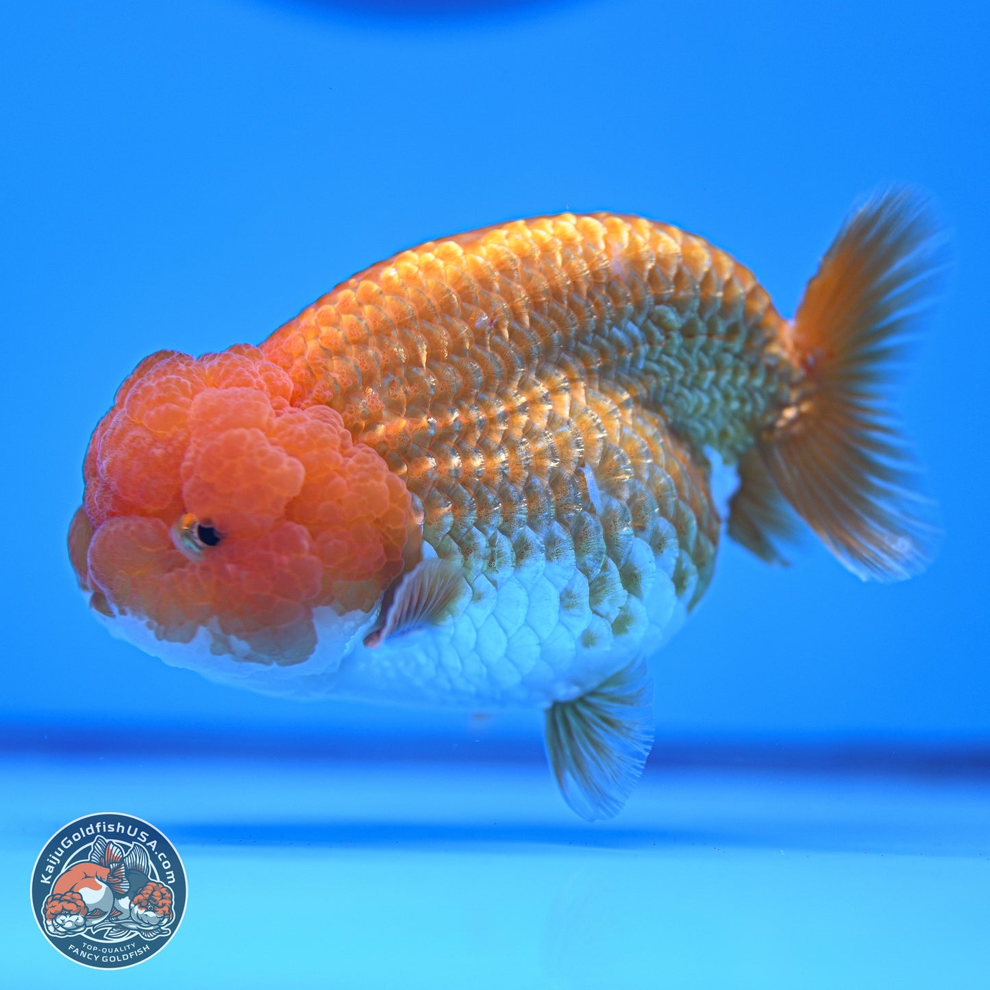 Red White Lionchu 4-4.5 inches (240906_RC03) - Kaiju Goldfish USA