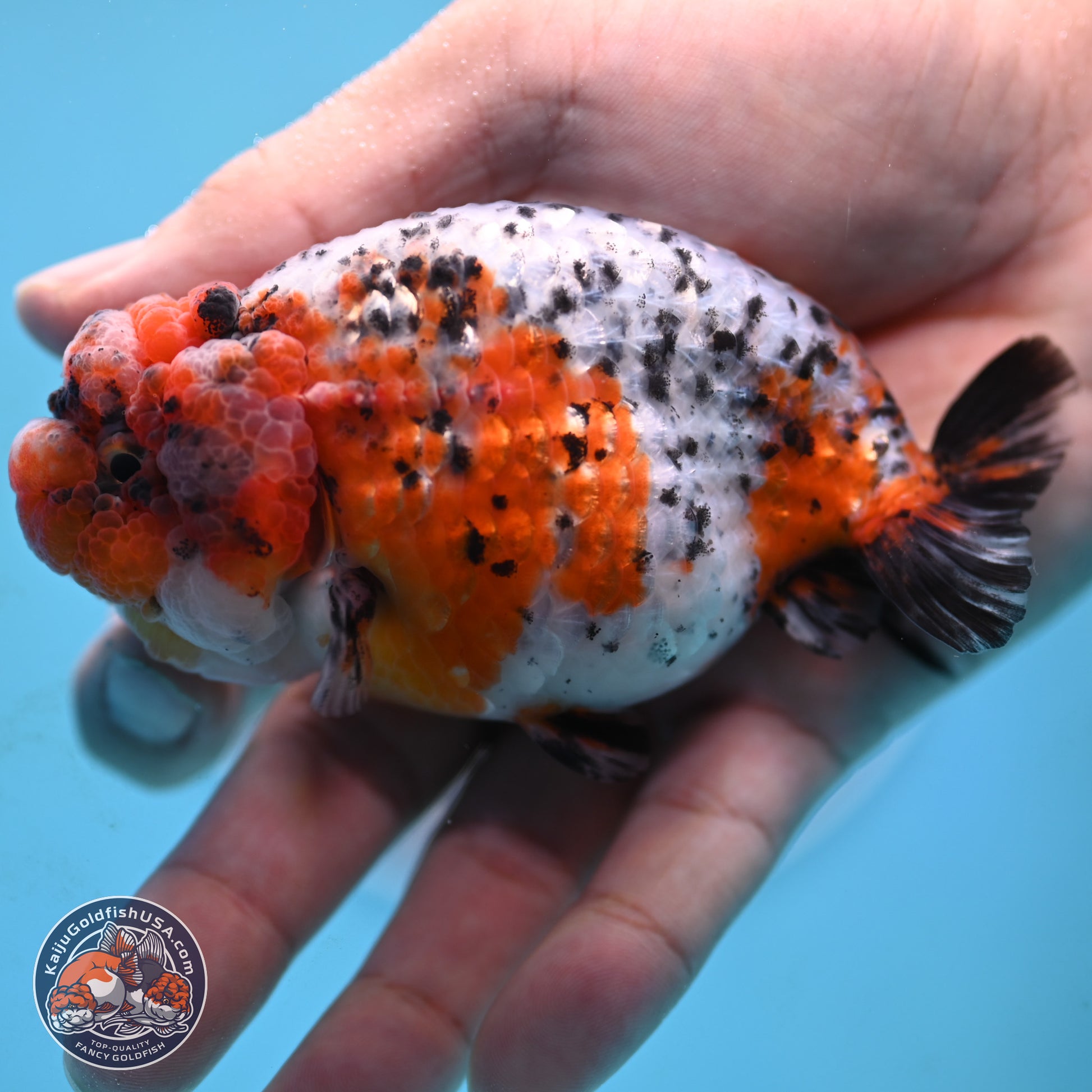 Tricolor Sakura Ranchu 3.75 inches Body - Female (250117_RC03) - Kaiju Goldfish USA