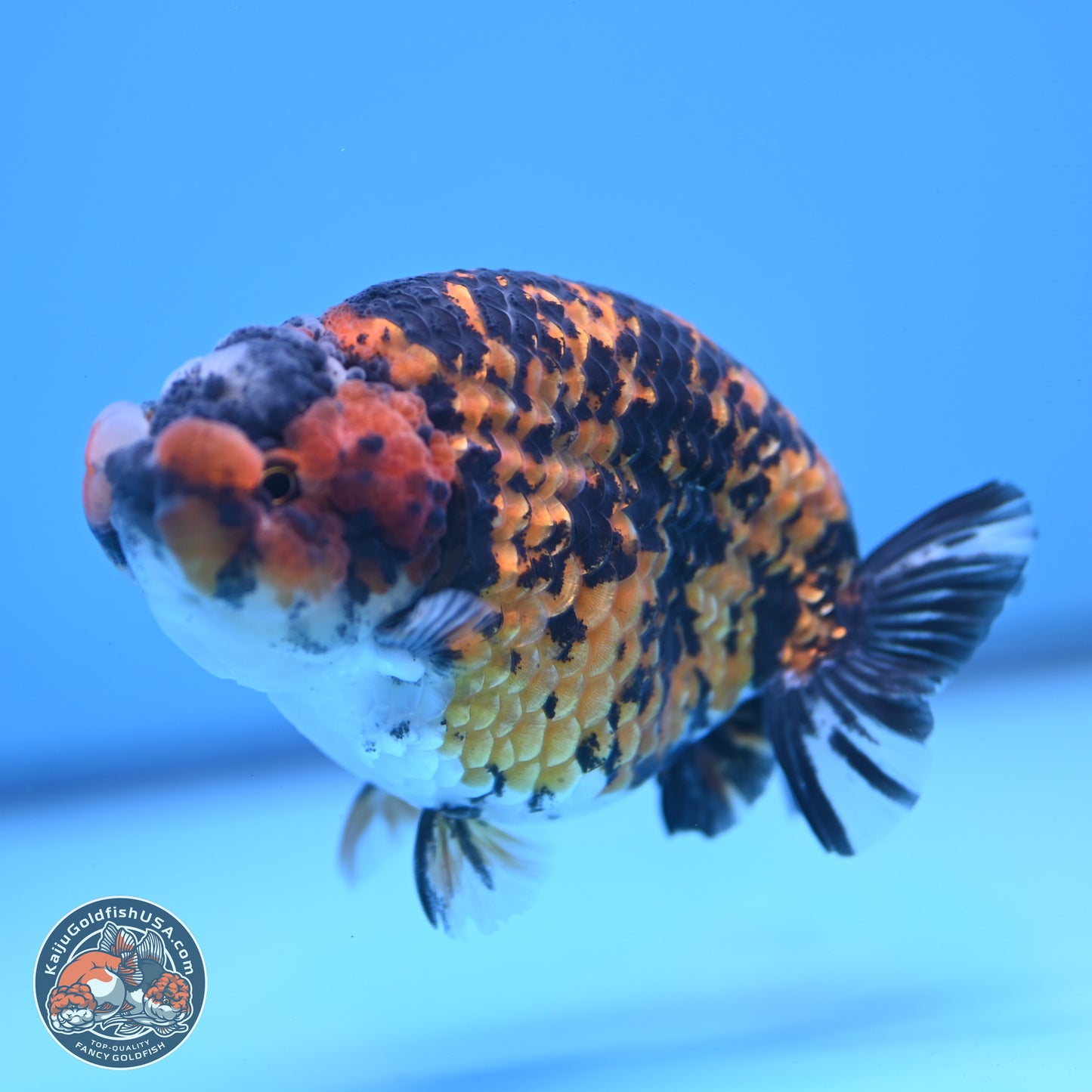 Tiger Ranchu 3.75 inches Body - Female (250103_RC03) - Kaiju Goldfish USA