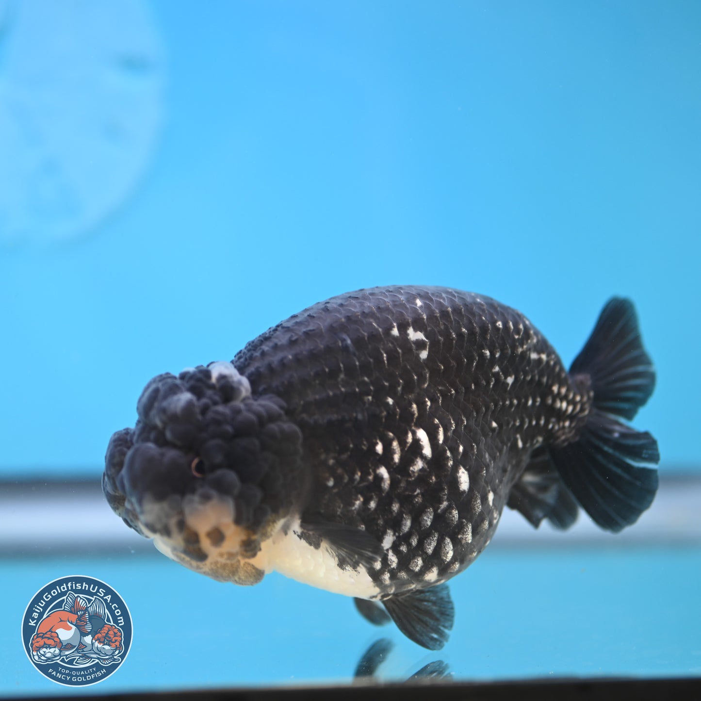 Black Platinum Ranchu 4.75 inches Body - Female (250131_RC03)