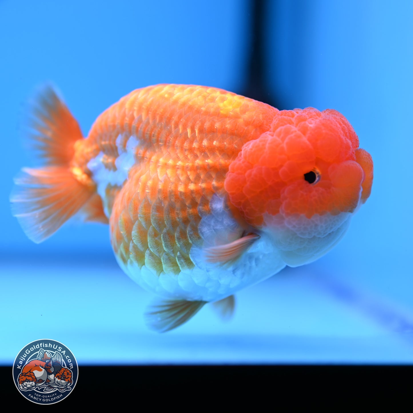 Red White Lionchu 4in Body (240823_RC03) - Kaiju Goldfish USA