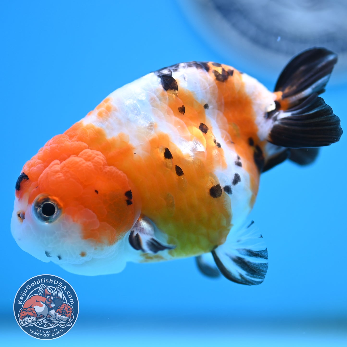 Cow Ranchu 4 inches Body - Female (250418_RC03)