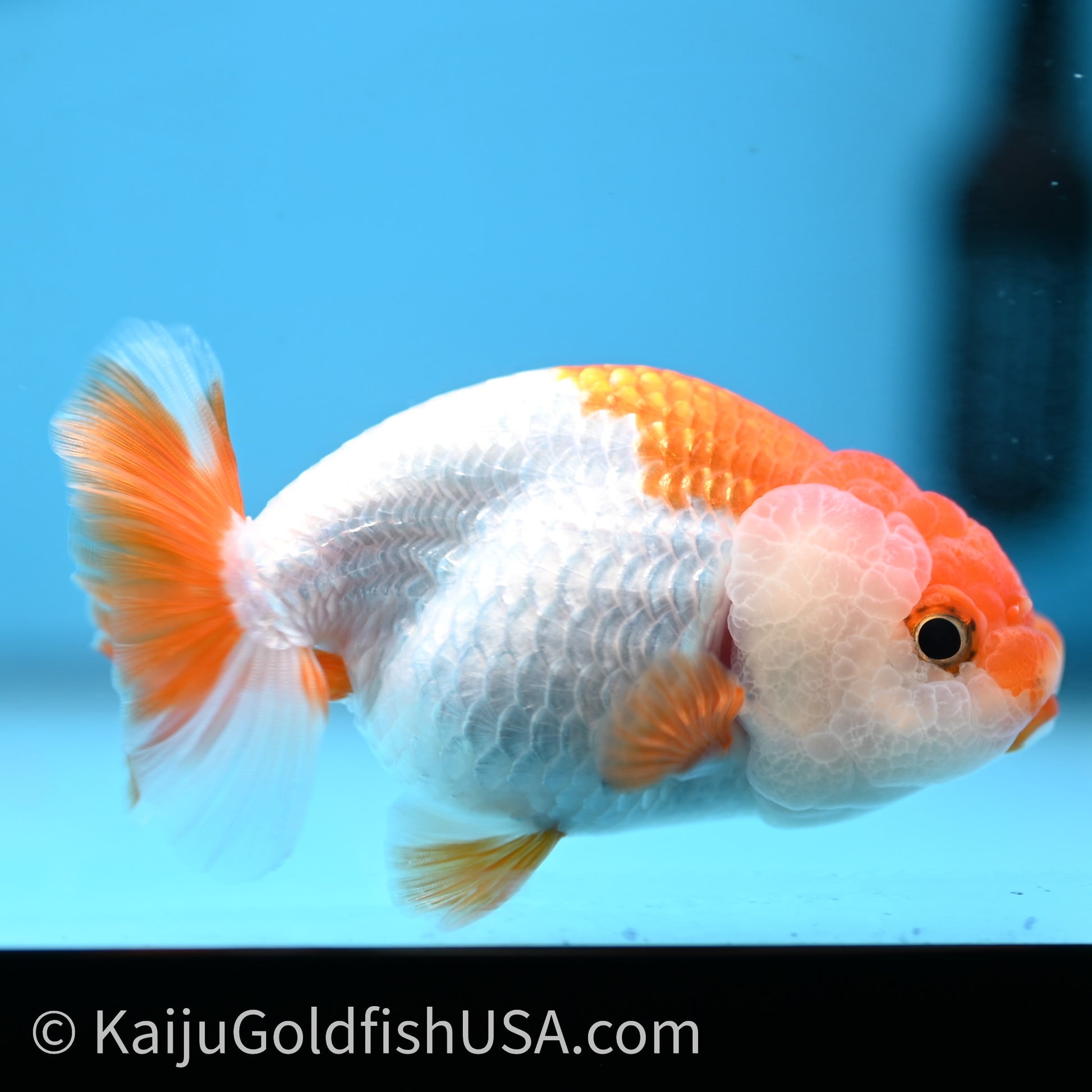 Baby Red White Lionchu 3.2in body (240726_RC03) - Kaiju Goldfish USA