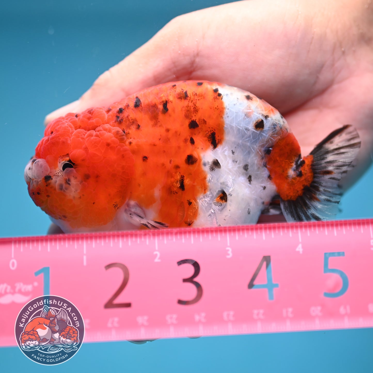 Tricolor Sakura Ranchu 4 inch Body (250613_RC03)