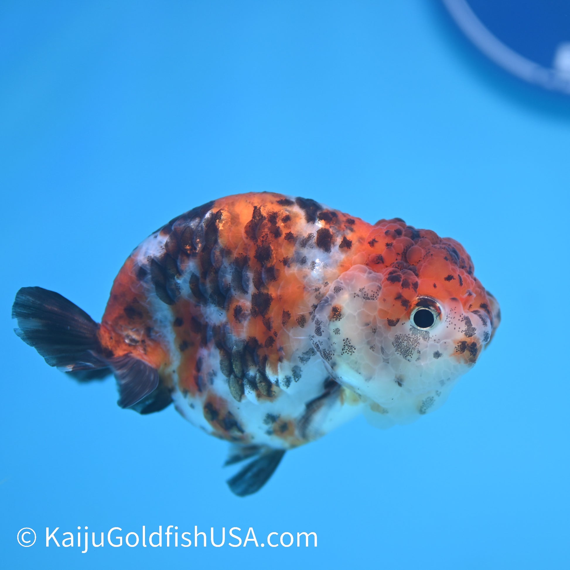 Calico Ranchu 3.5-4 inches (240308_RC03) - Kaiju Goldfish USA