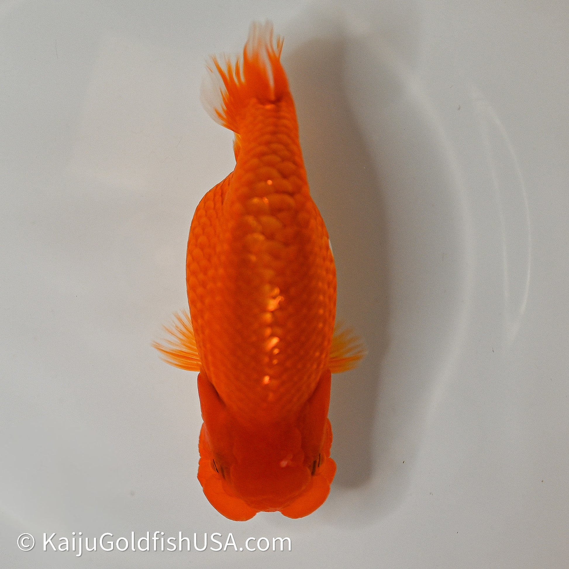 Red White Buffalo Ranchu 4in Body (240614_RC03) - Kaiju Goldfish USA