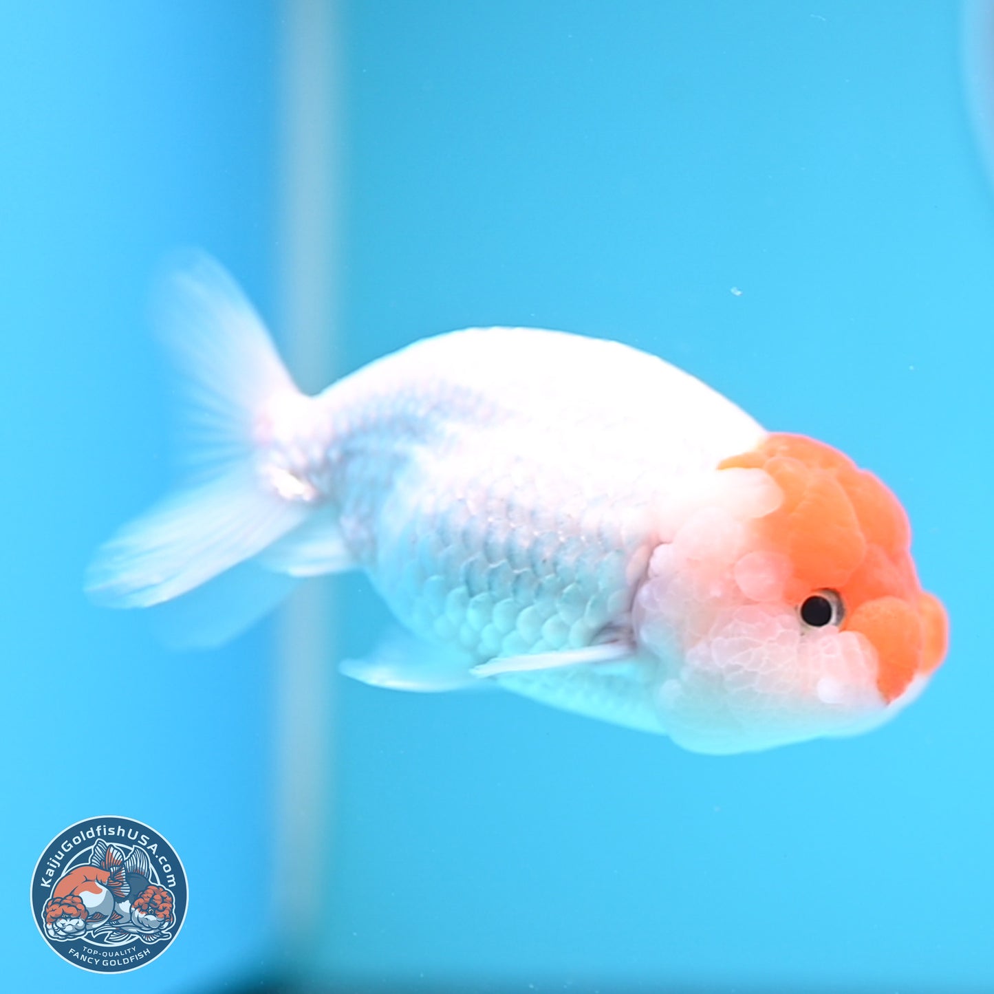 Red White Lionchu 3.75in body (240809_RC03) - Kaiju Goldfish USA