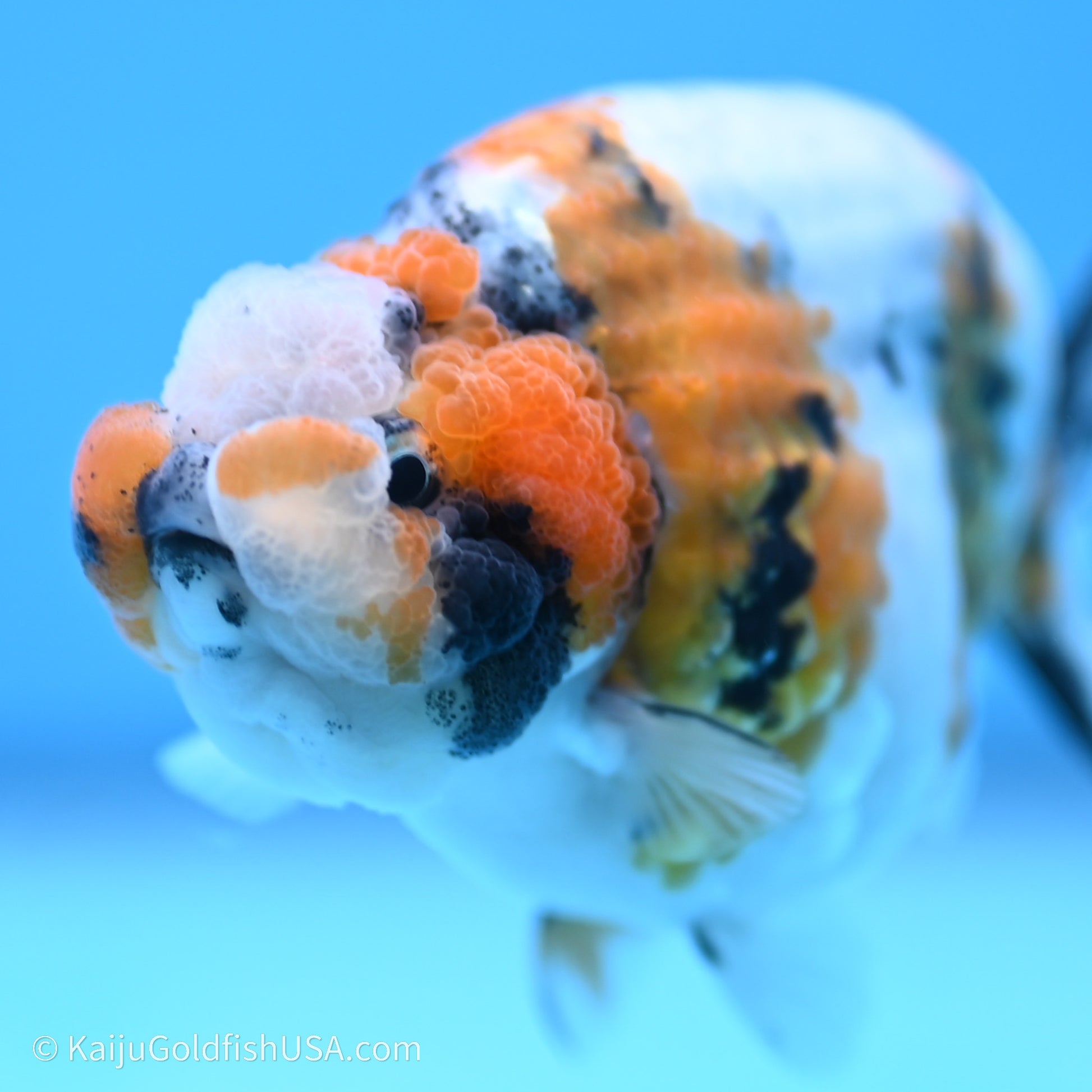 Calico Ranchu 3.5 in Body (240719_RC03) - Kaiju Goldfish USA