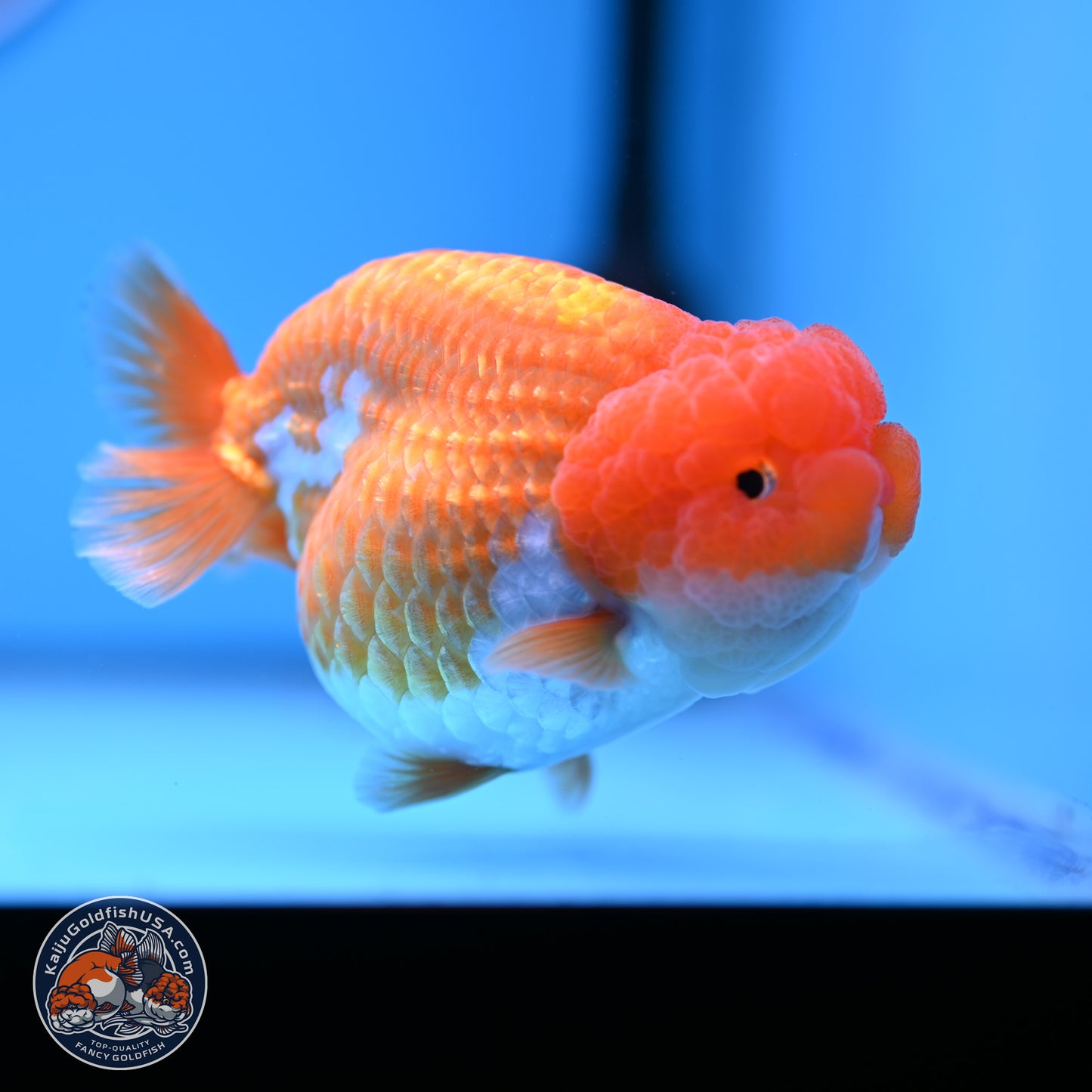 Red White Lionchu 4in Body (240823_RC03) - Kaiju Goldfish USA