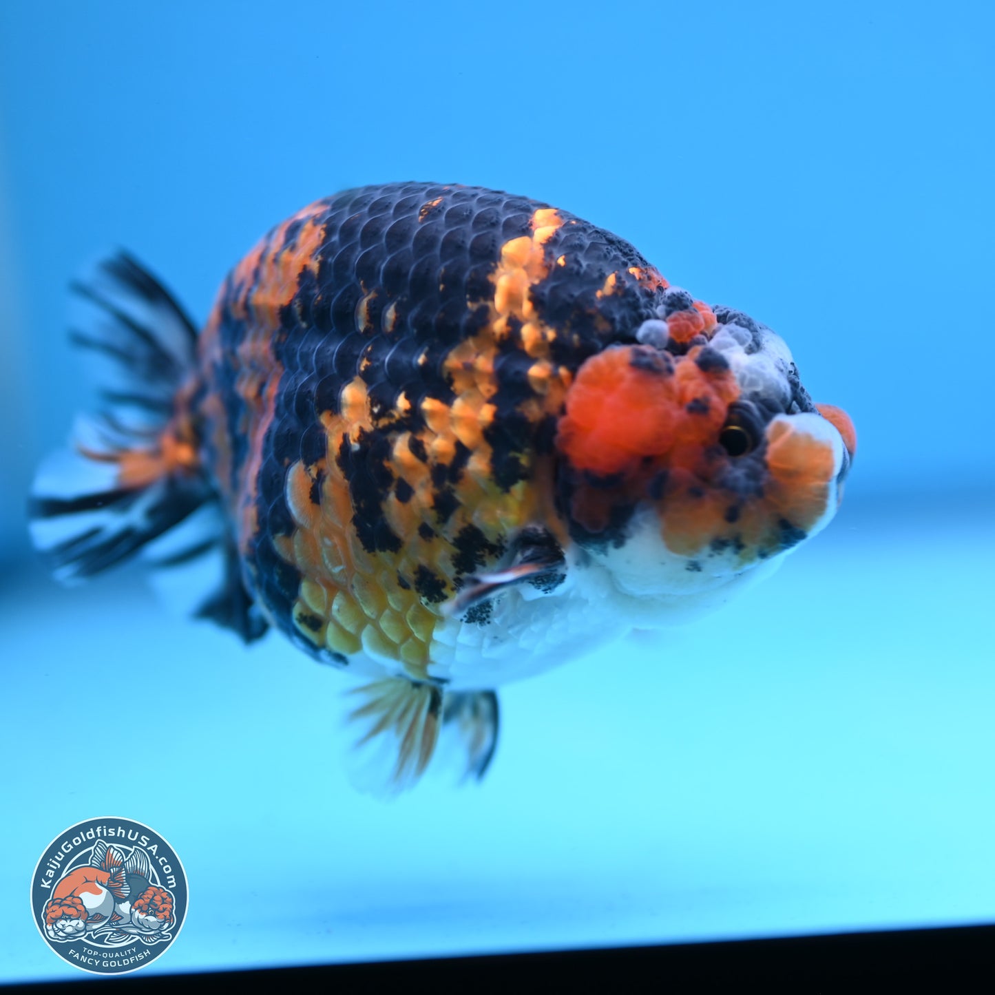 Tiger Ranchu 3.75 inches Body - Female (250103_RC03) - Kaiju Goldfish USA