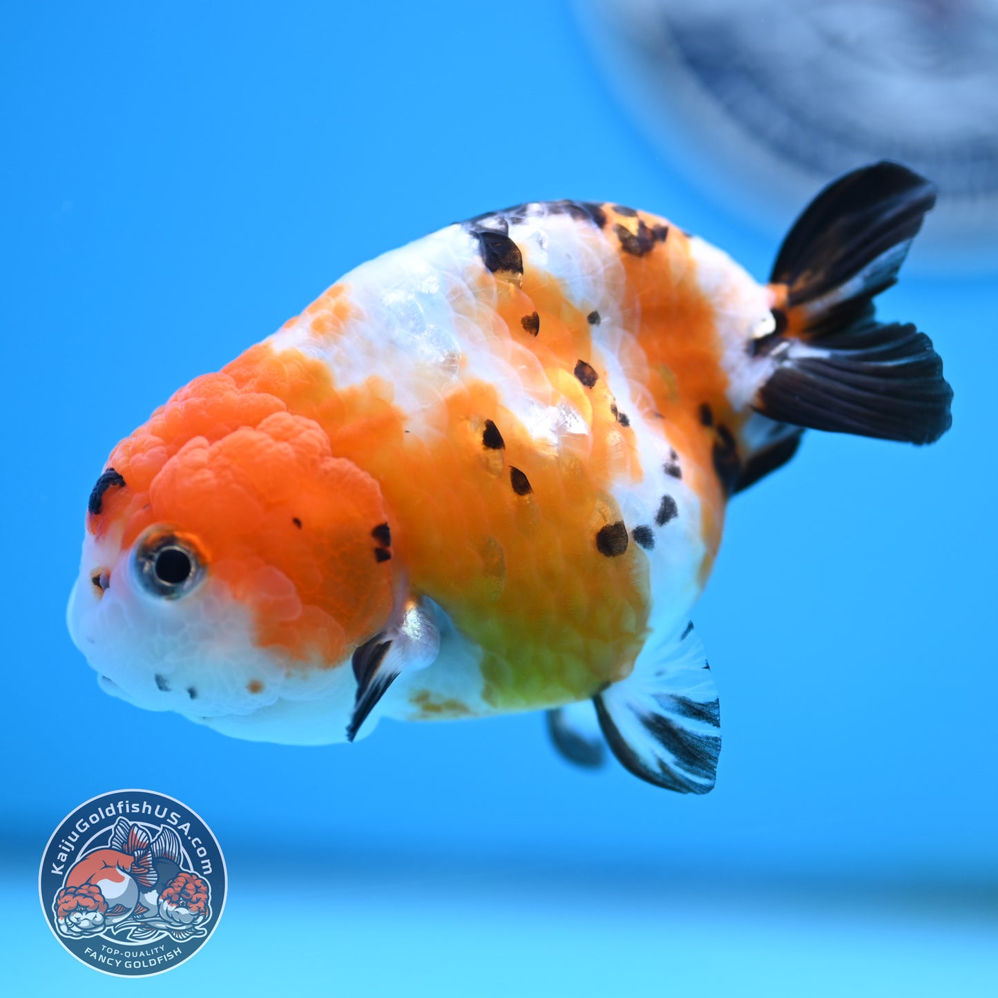 Cow Ranchu 4 inches Body - Female (250418_RC03)