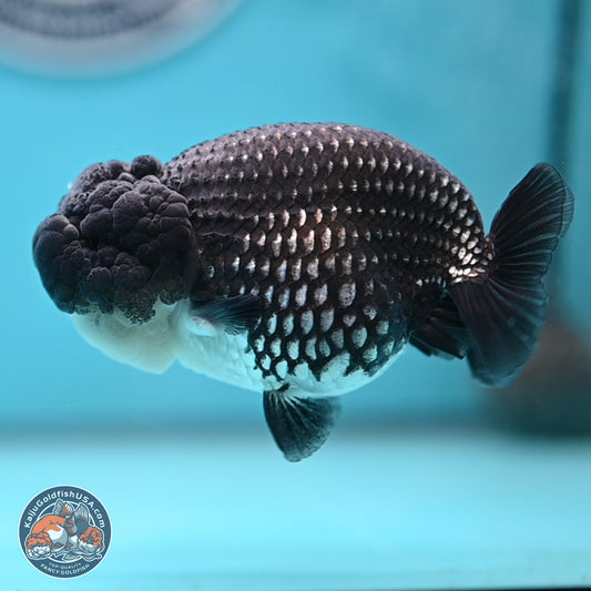 Black Platinum Ranchu 4.5 inches Body - Female (250221_RC03)