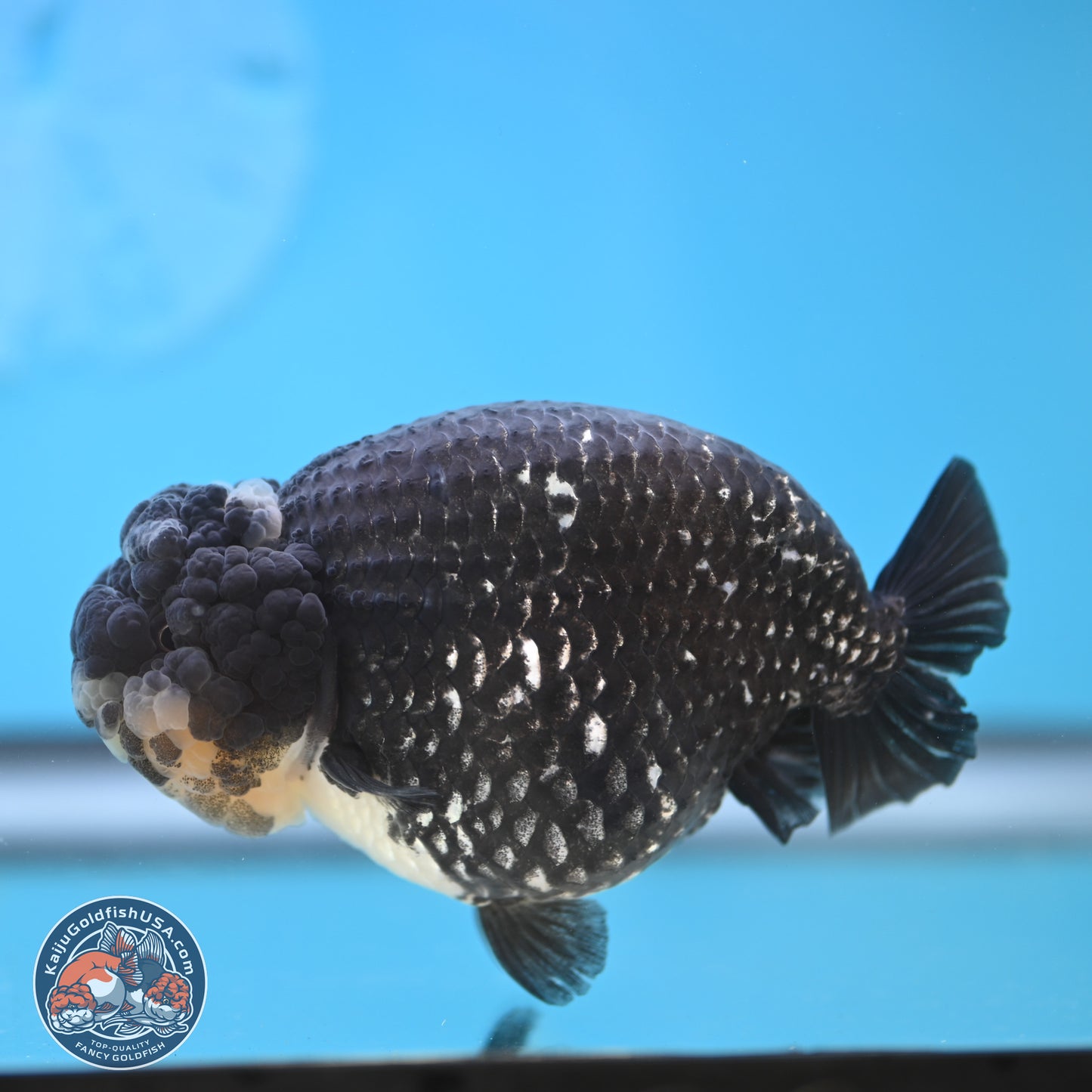 Black Platinum Ranchu 4.75 inches Body - Female (250131_RC03)