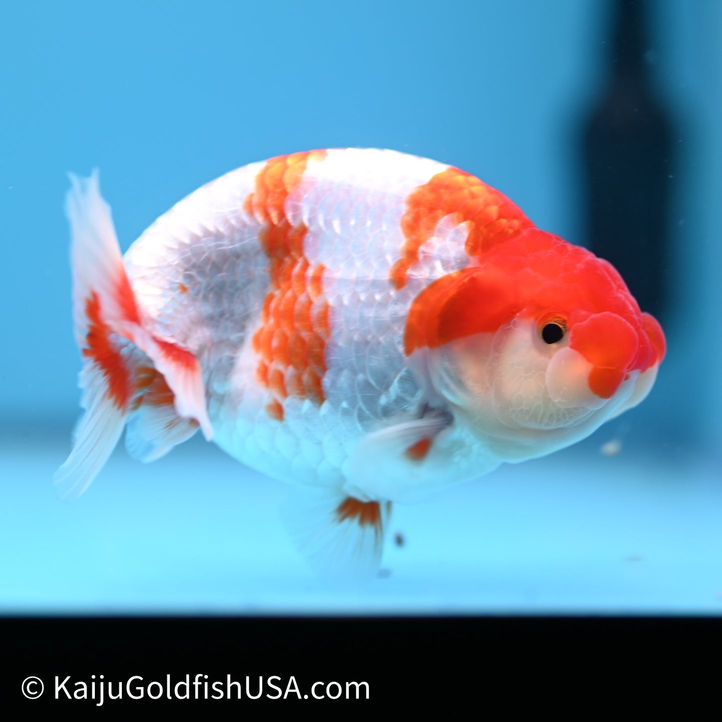 Red White Buffalo Ranchu 4in Body (240621_RC03) - Kaiju Goldfish USA