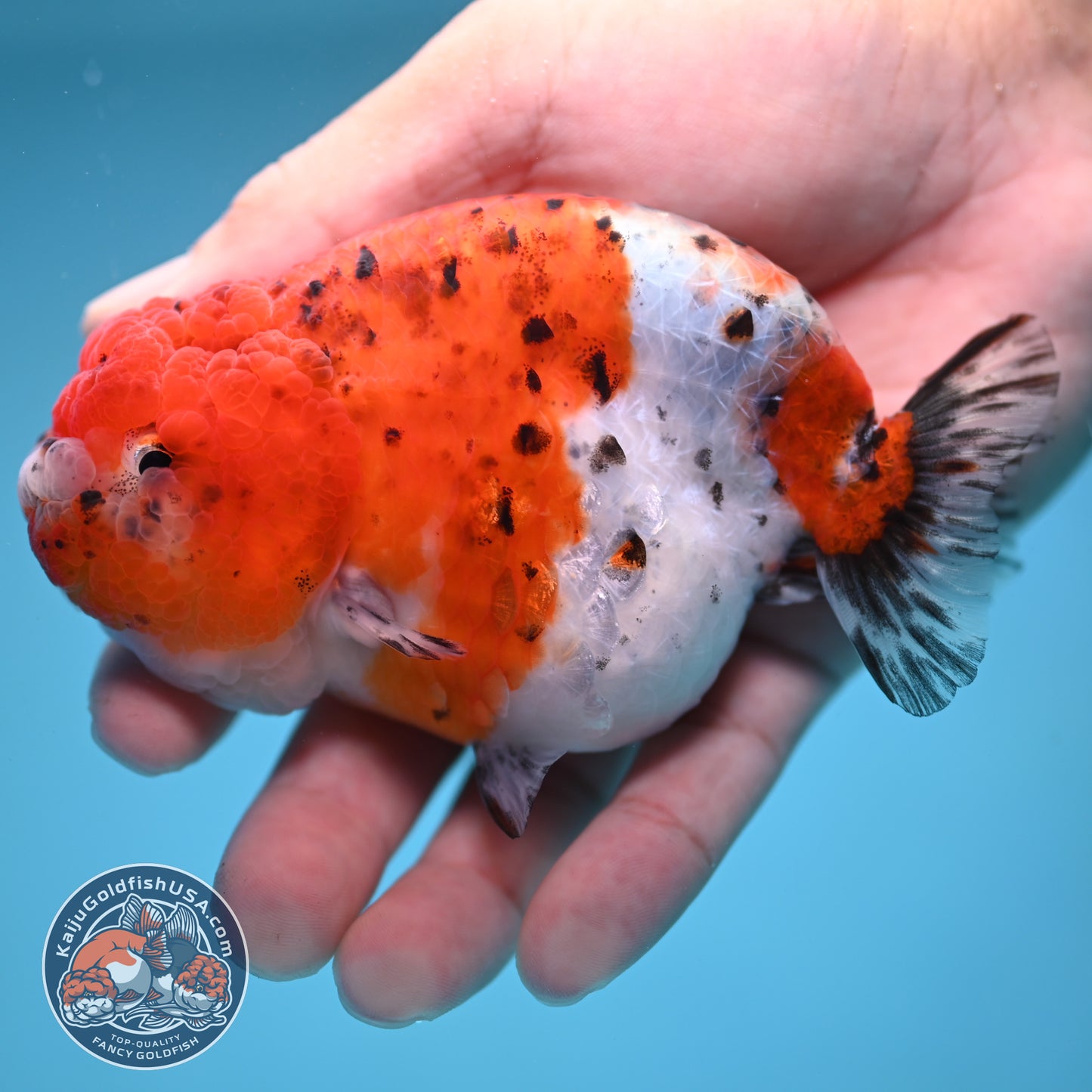 Tricolor Sakura Ranchu 4 inch Body (250613_RC03)