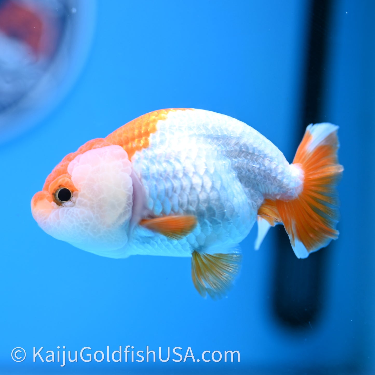 Baby Red White Lionchu 3.2in body (240726_RC03) - Kaiju Goldfish USA