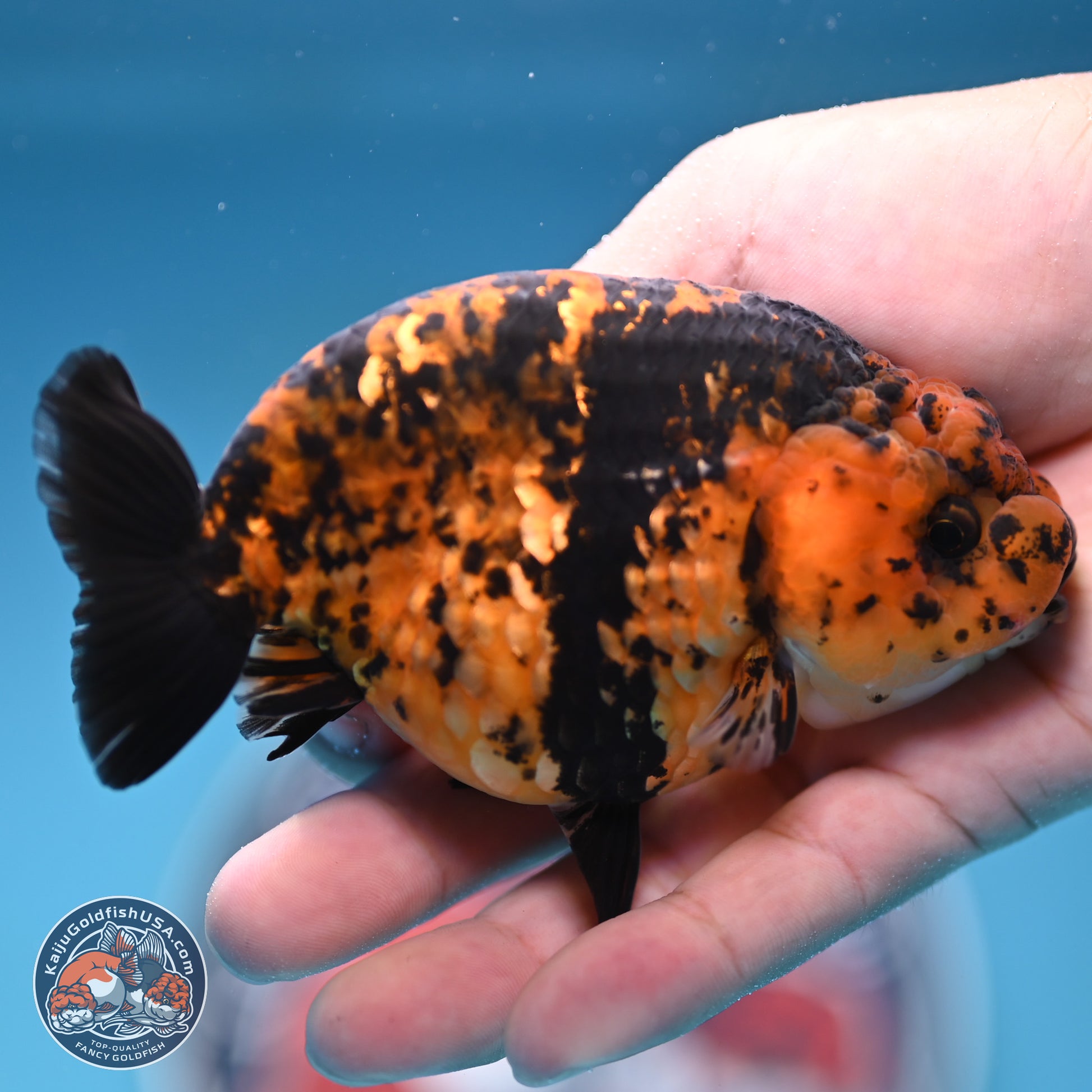 Yellow Tiger Ranchu 4.5 inches (241101_RC03) - Kaiju Goldfish USA