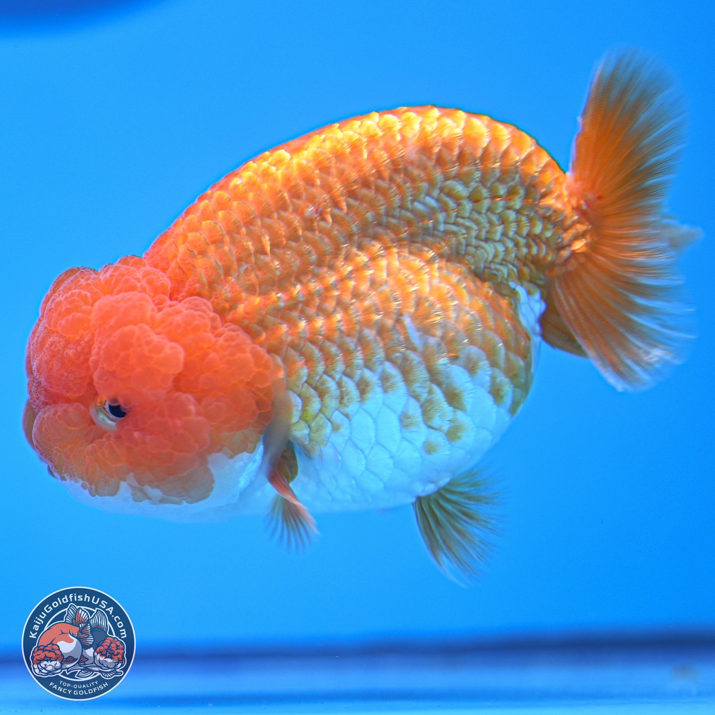 Red White Lionchu 4-4.5 inches (240906_RC03) - Kaiju Goldfish USA