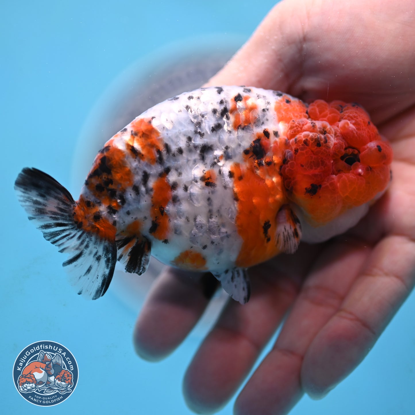 Tricolor Sakura Ranchu 3.75 inches Body - Female (250117_RC03) - Kaiju Goldfish USA