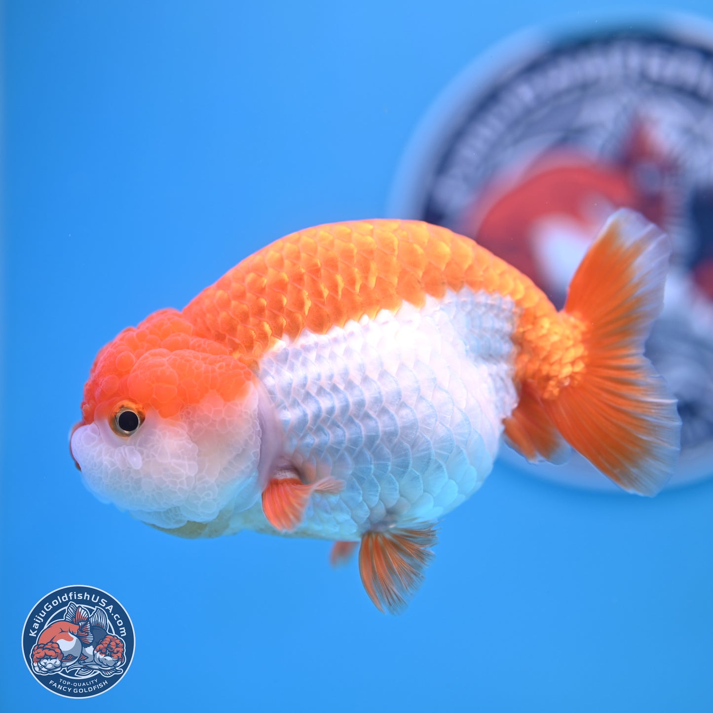 Shogun Red White Ranchu 4.5in Body (240802_RC03) - Kaiju Goldfish USA