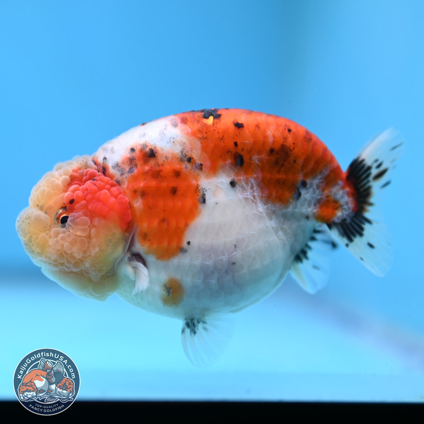 Tricolor Sakura Ranchu 4 inches Body - Female (250228_RC03)