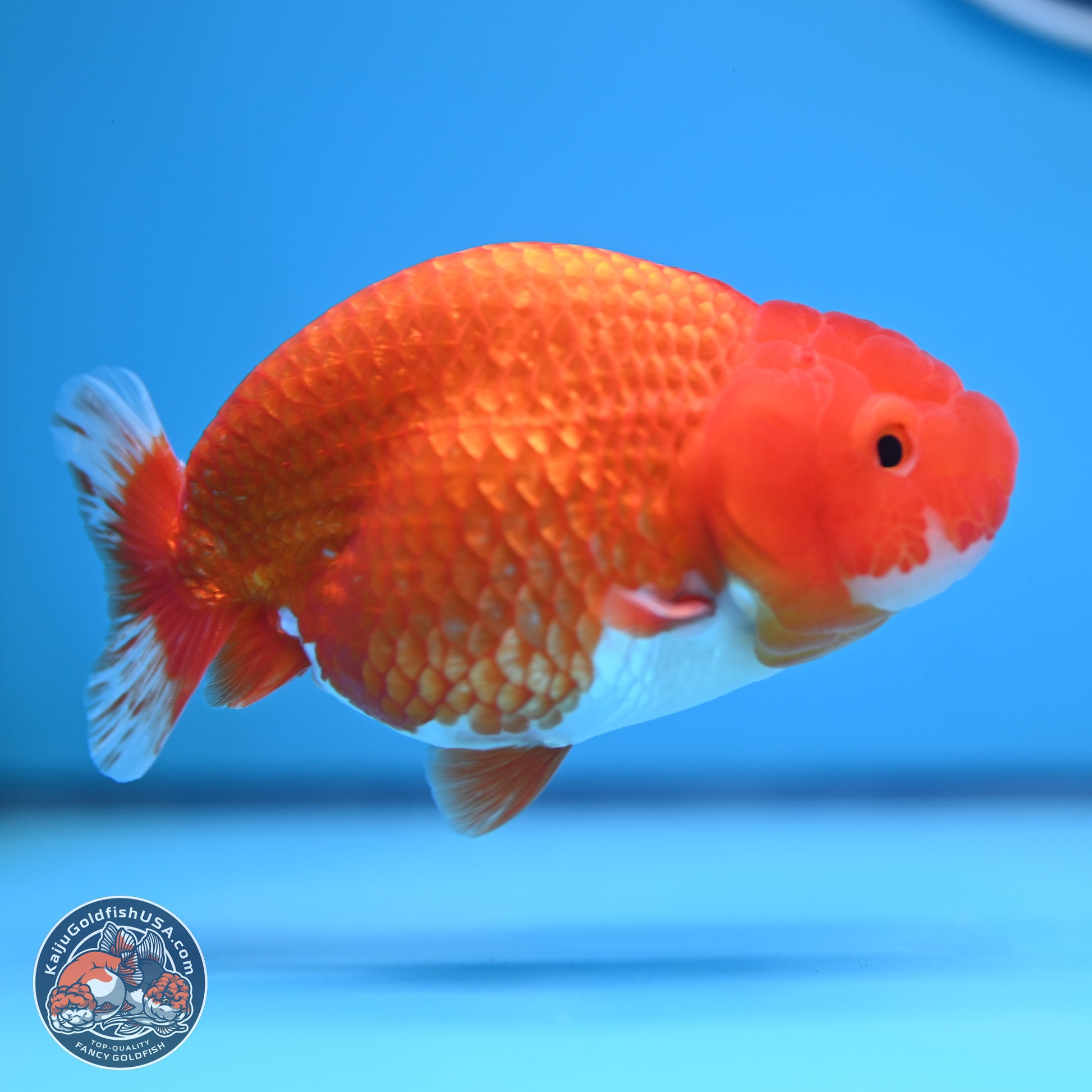 Red White Buffalo Ranchu 4-5 in (241011_RC03) - Kaiju Goldfish USA