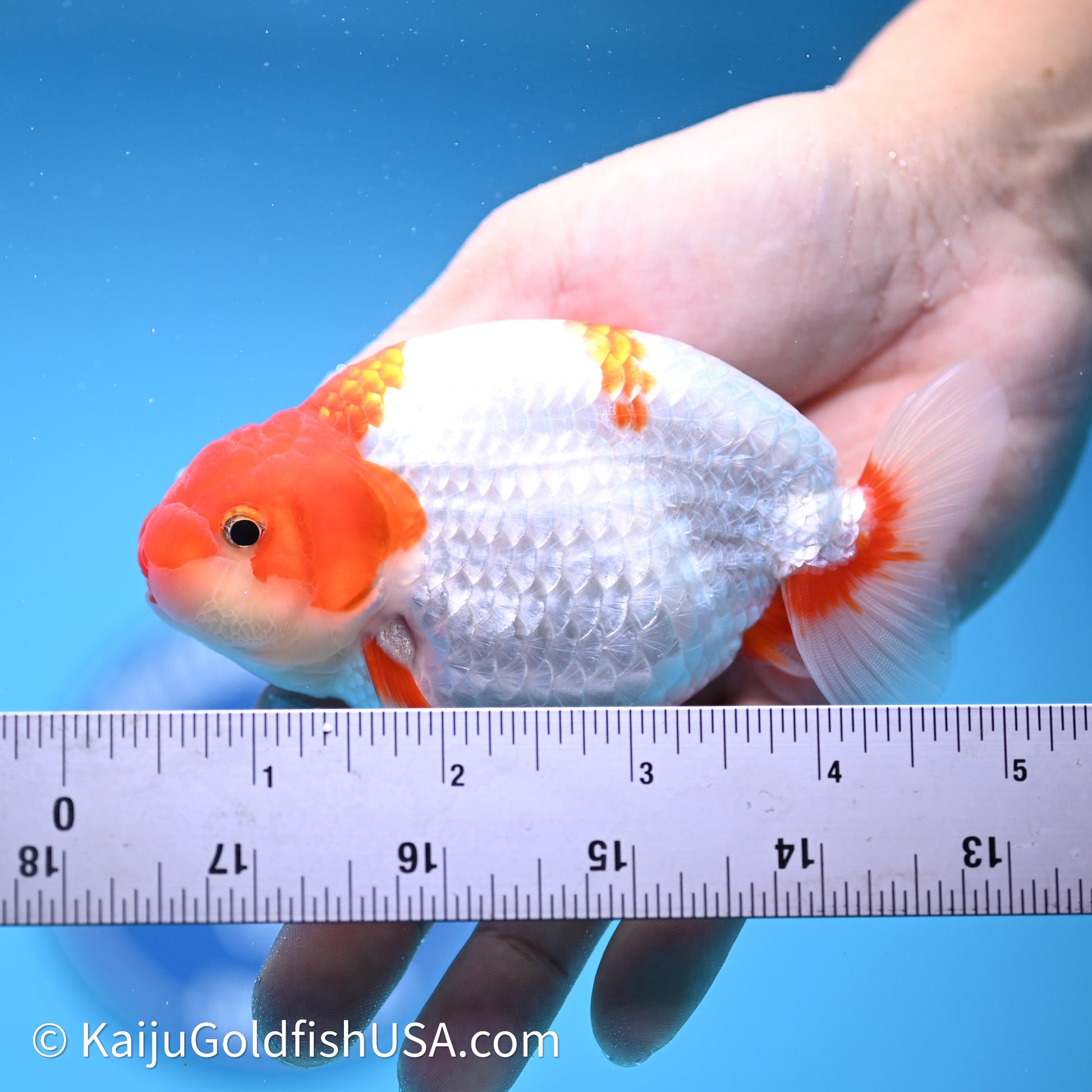 Red White Buffalo Ranchu 4in Body (240621_RC03) - Kaiju Goldfish USA