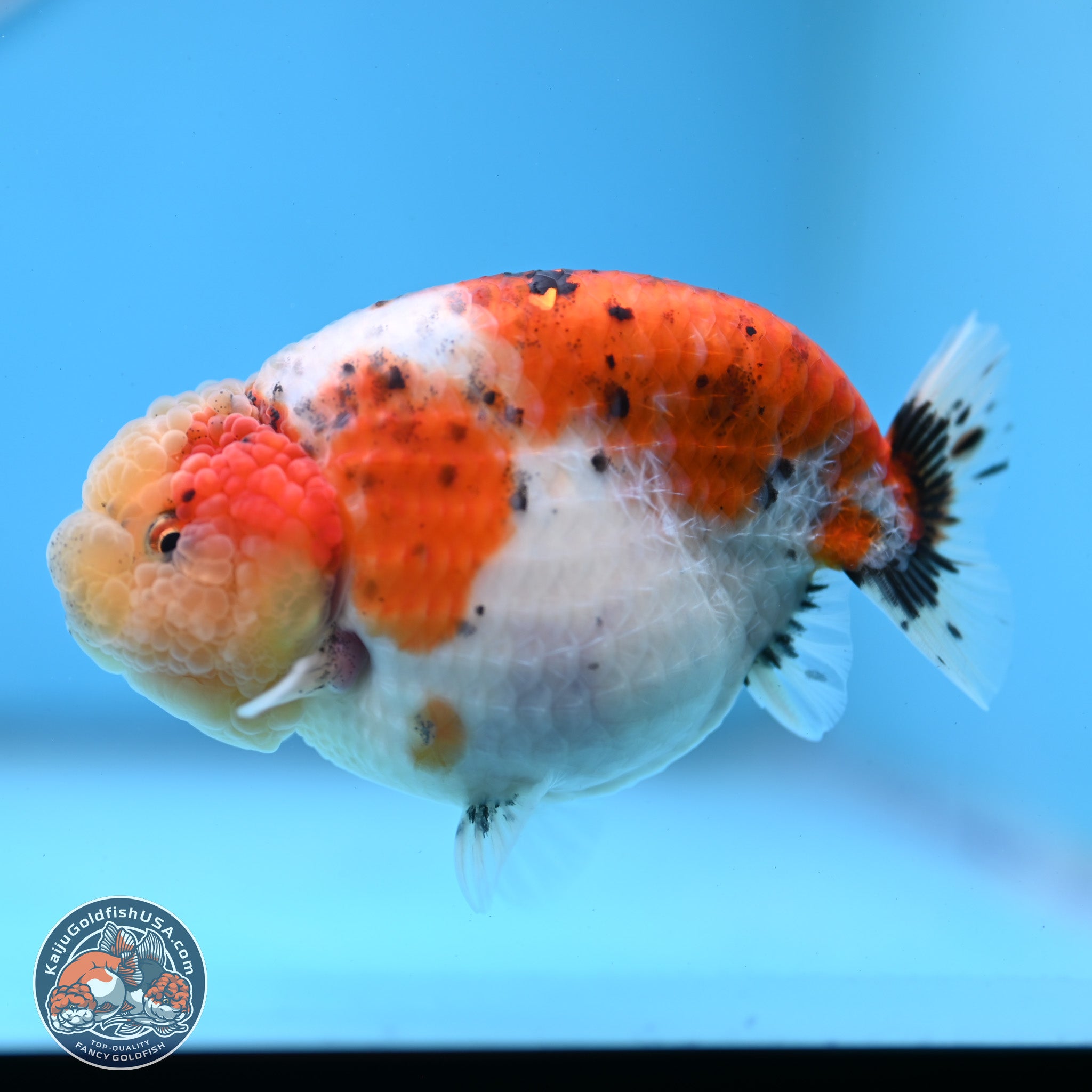 Tricolor Sakura Ranchu Goldfish for Sale | Kaiju Goldfish USA