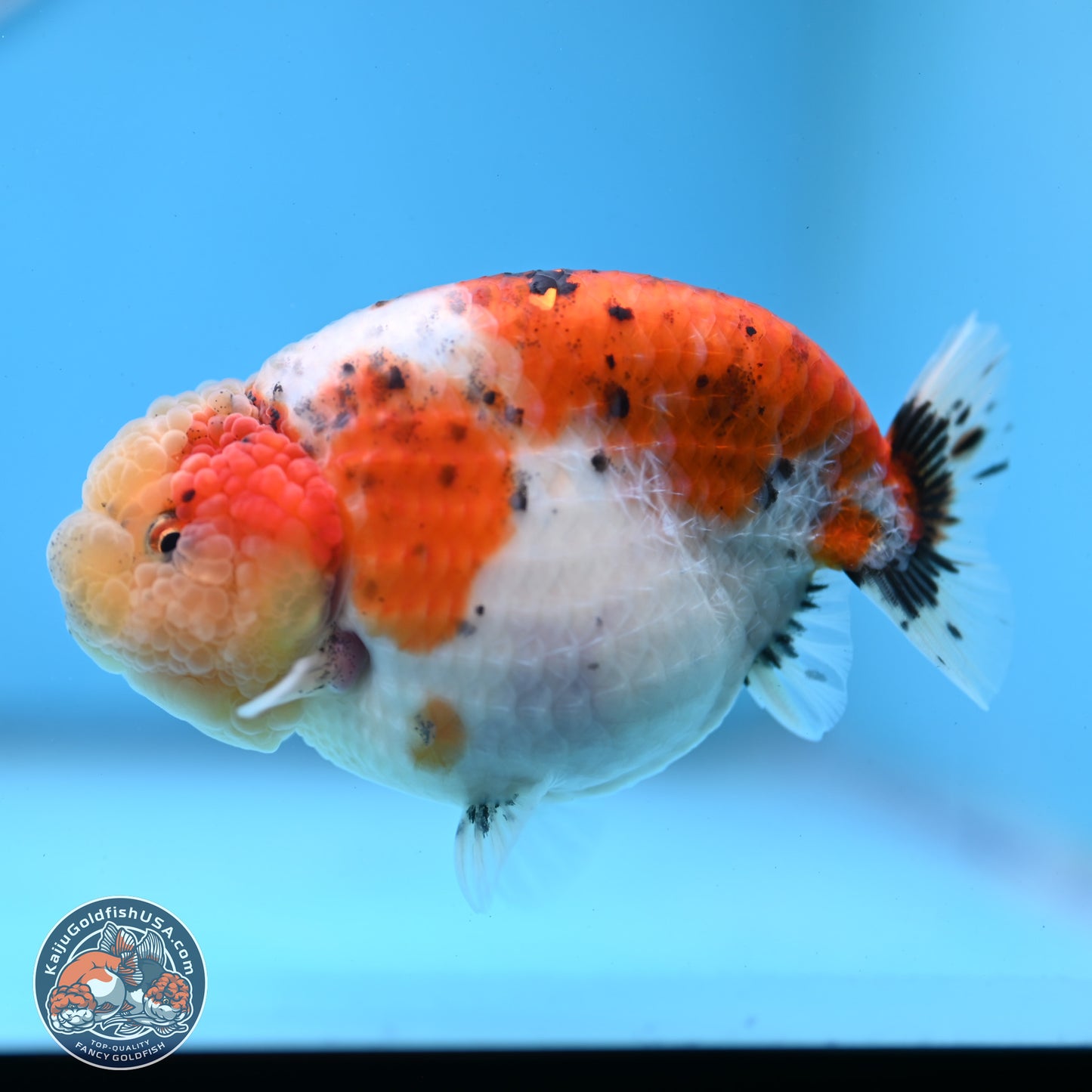 Tricolor Sakura Ranchu 4 inches Body - Female (250228_RC03)