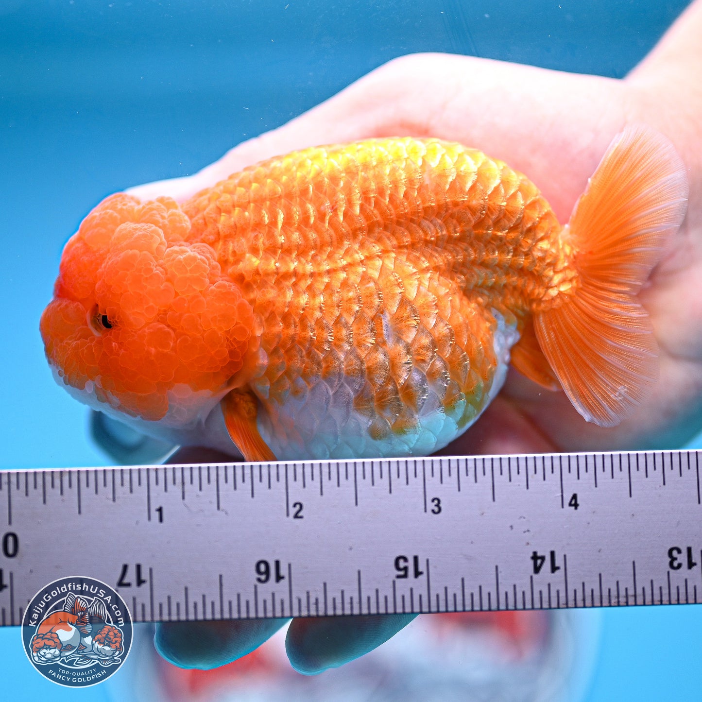 Red White Lionchu 4-4.5 inches (240906_RC03) - Kaiju Goldfish USA