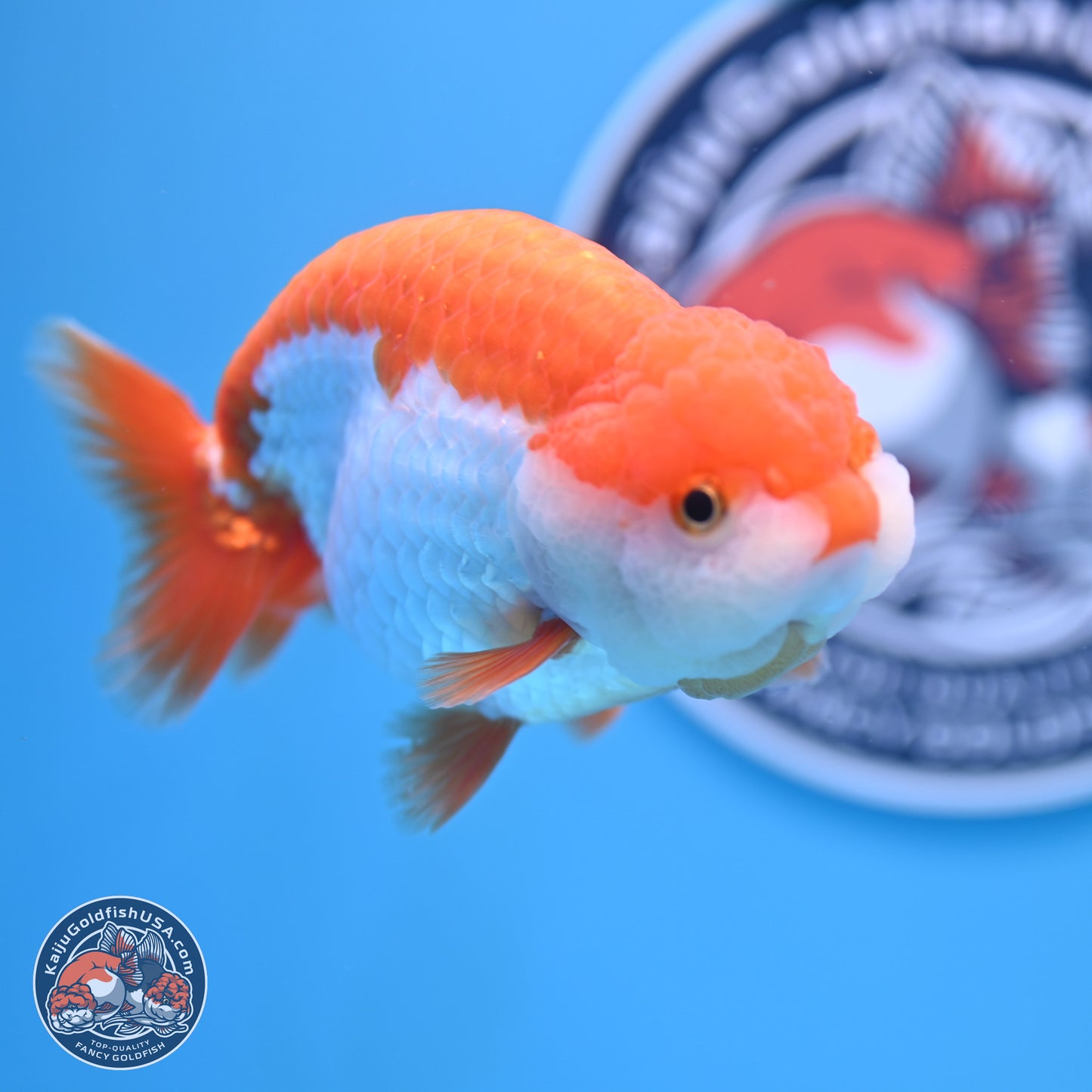 Shogun Red White Ranchu 4.5in Body (240802_RC03) - Kaiju Goldfish USA