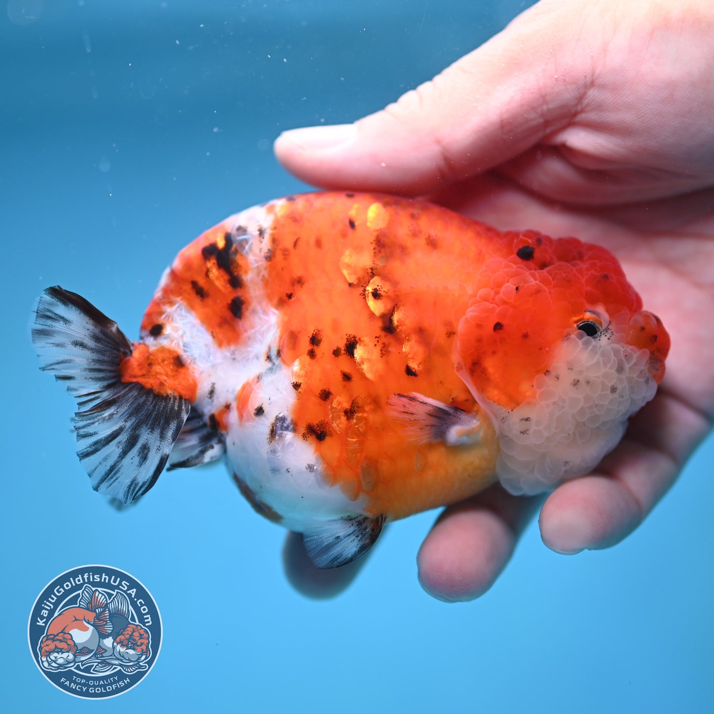 Tricolor Sakura Ranchu 4 inch Body (250613_RC03)
