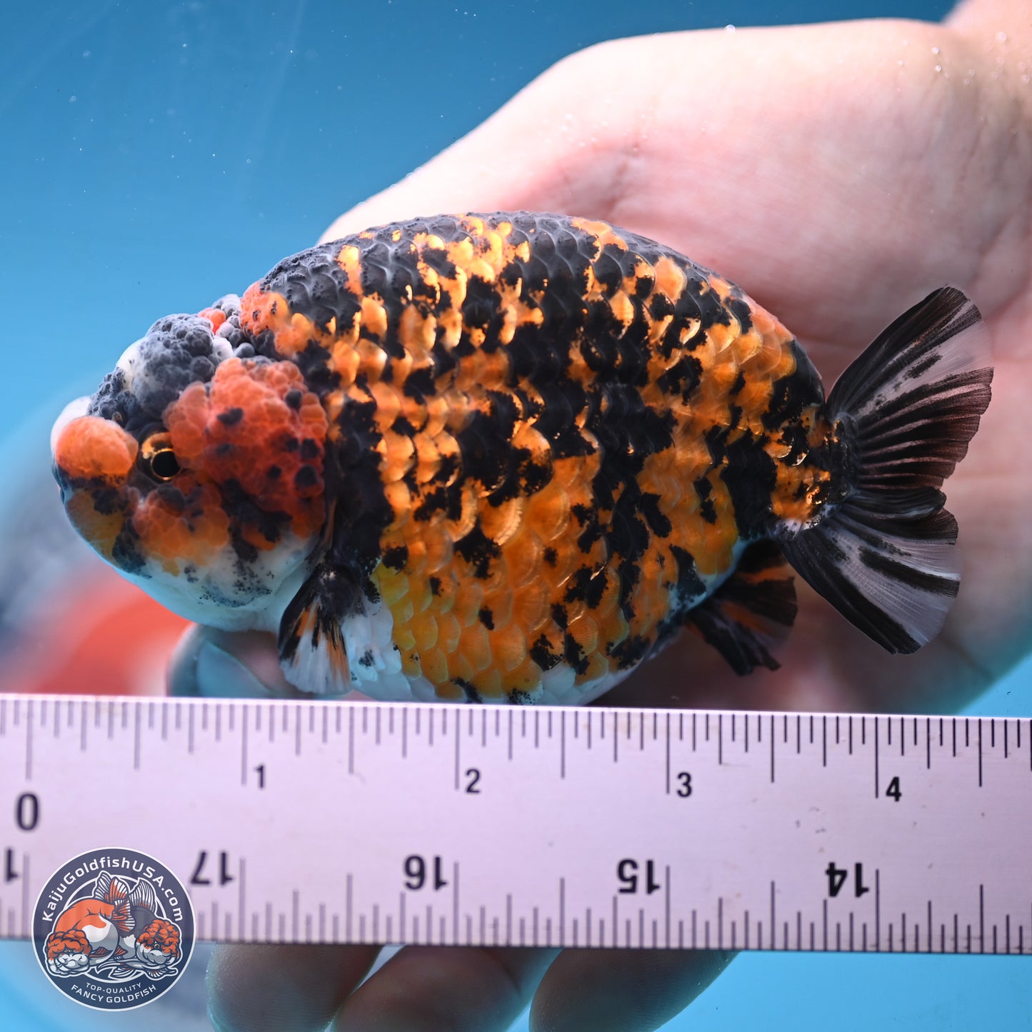 Tiger Ranchu 3.75 inches Body - Female (250103_RC03) - Kaiju Goldfish USA