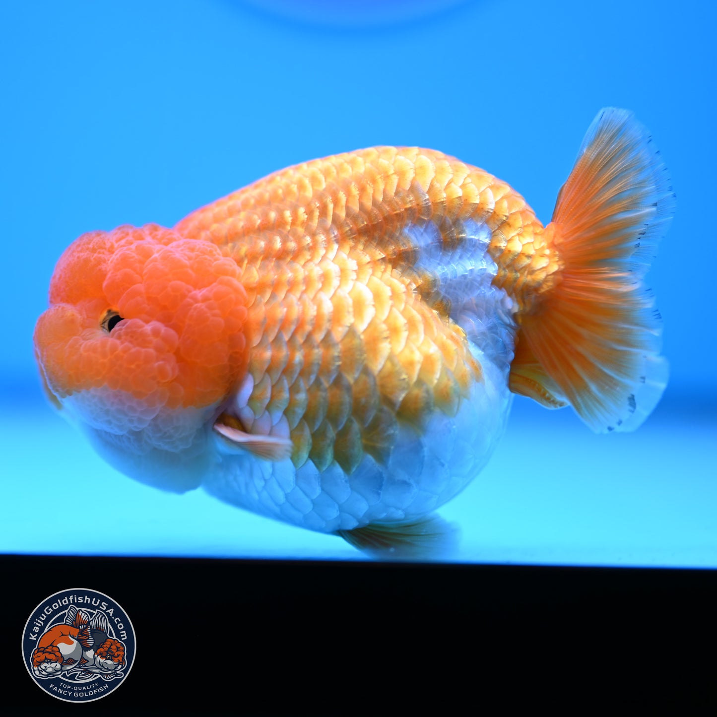 Red White Lionchu 4in Body (240823_RC03) - Kaiju Goldfish USA