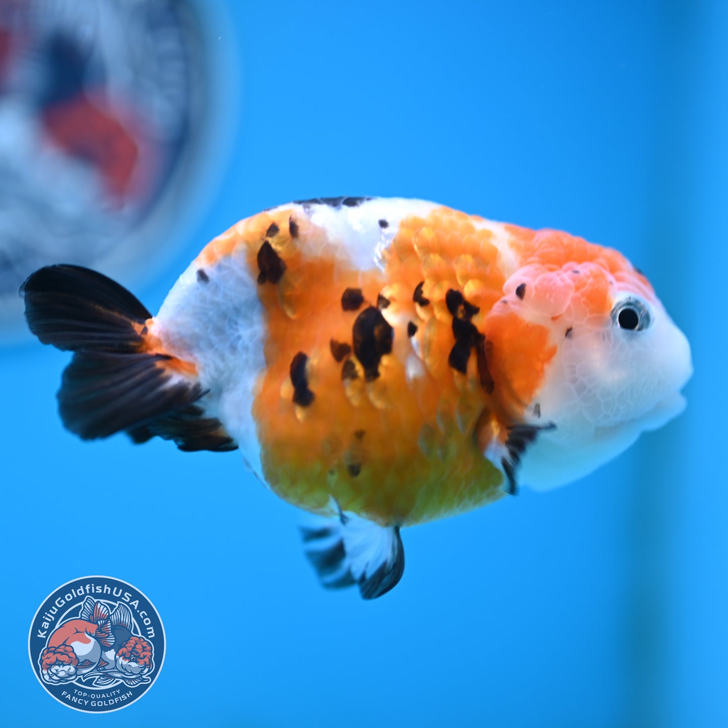 Cow Ranchu 4 inches Body - Female (250418_RC03)