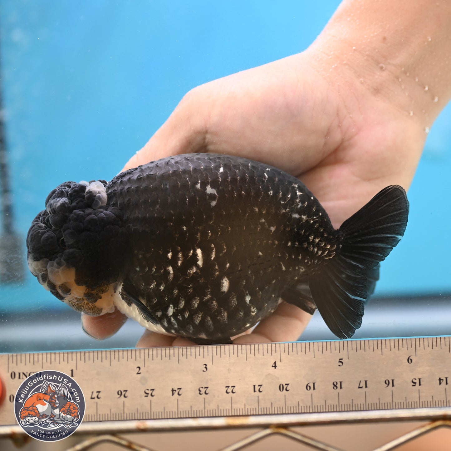 Black Platinum Ranchu 4.75 inches Body - Female (250131_RC03)