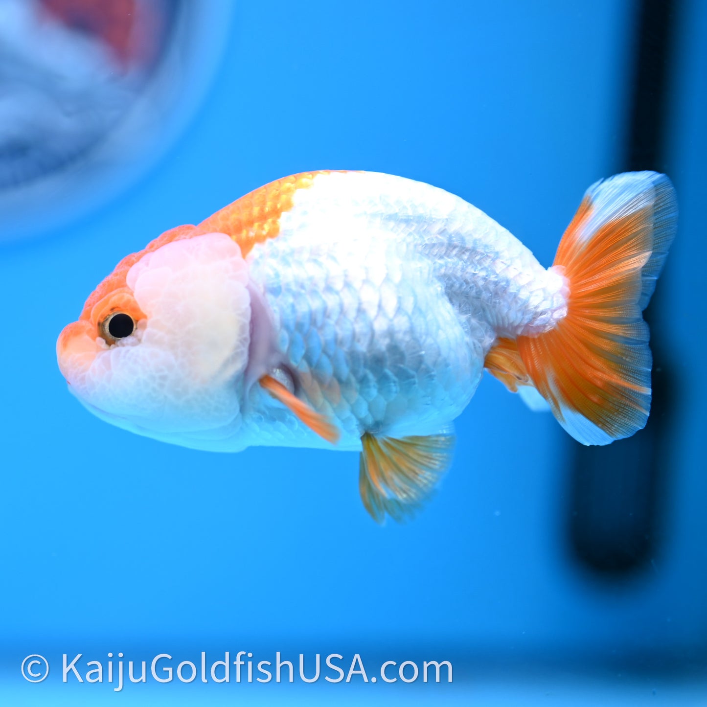 Baby Red White Lionchu 3.2in body (240726_RC03) - Kaiju Goldfish USA