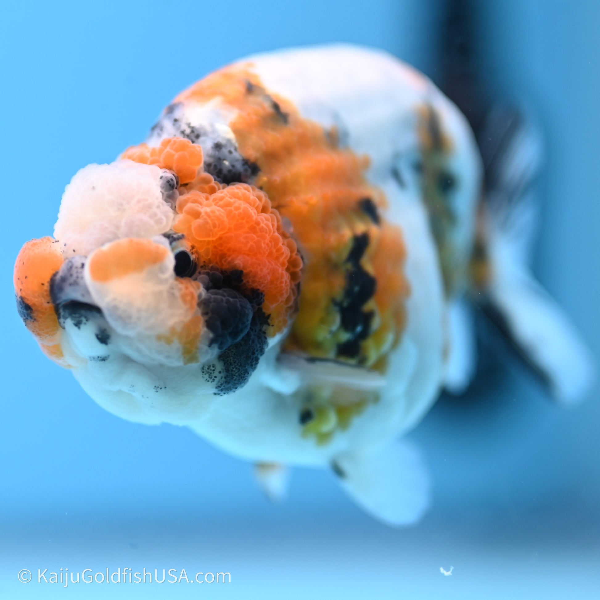 Calico Ranchu 3.5 in Body (240719_RC03) - Kaiju Goldfish USA