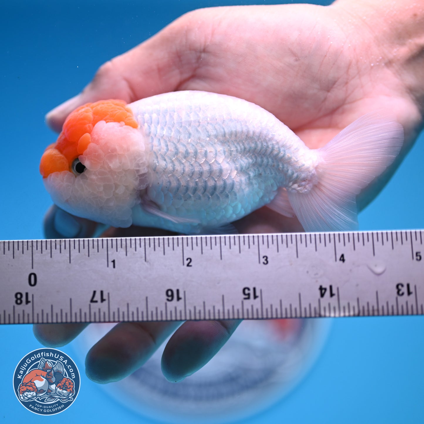 Red White Lionchu 3.75in body (240809_RC03) - Kaiju Goldfish USA