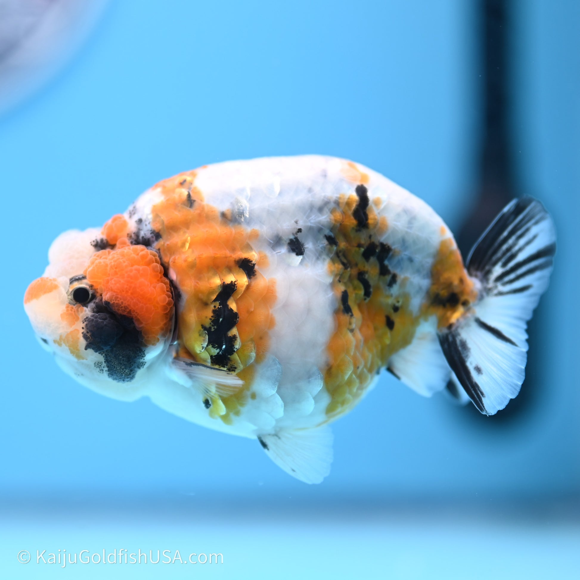 Calico Ranchu 3.5 in Body (240719_RC03) - Kaiju Goldfish USA