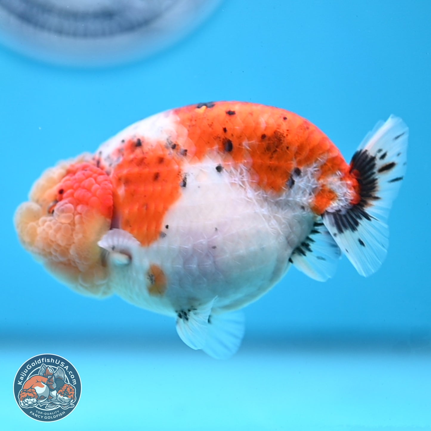 Tricolor Sakura Ranchu 4 inches Body - Female (250228_RC03)