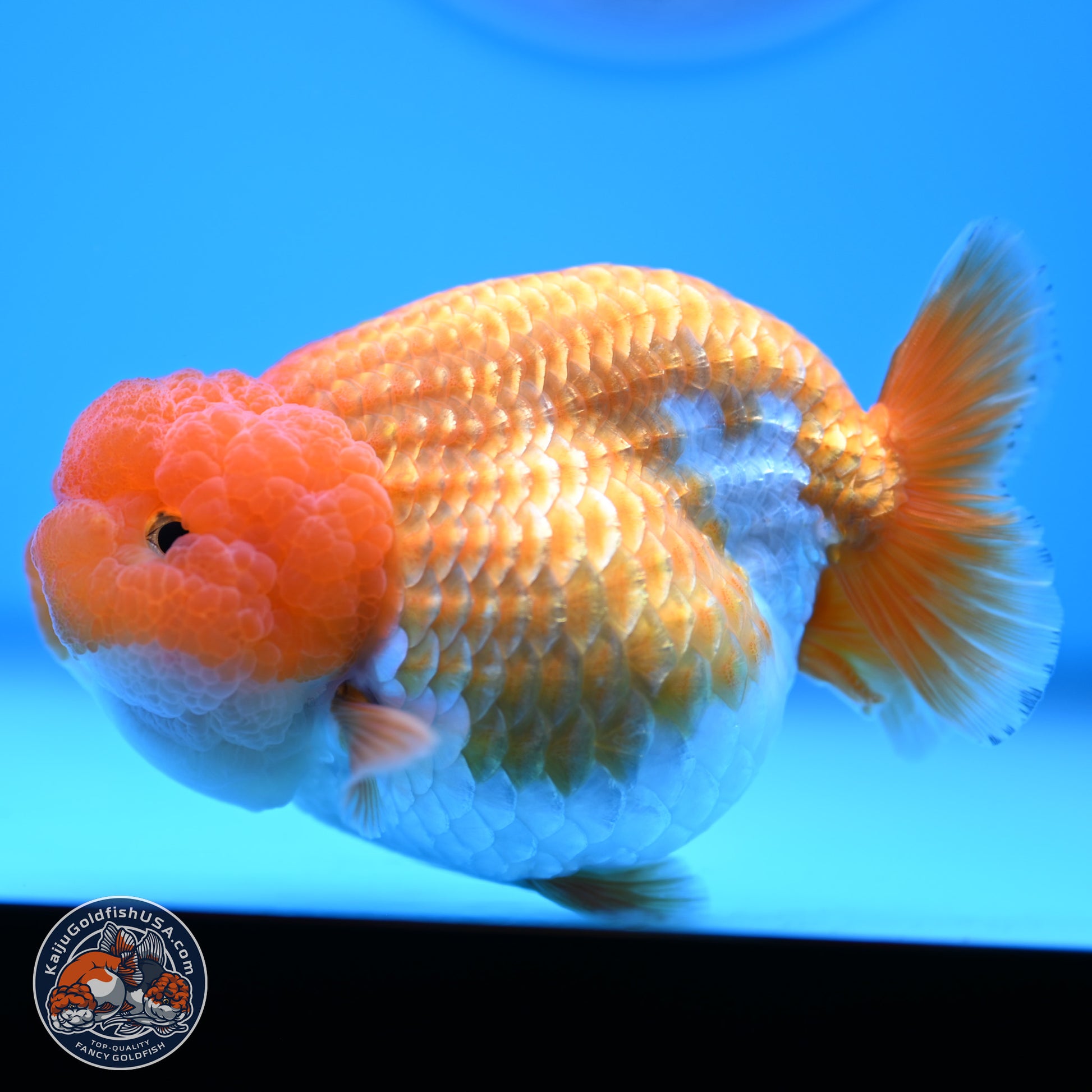 Red White Lionchu 4in Body (240823_RC03) - Kaiju Goldfish USA