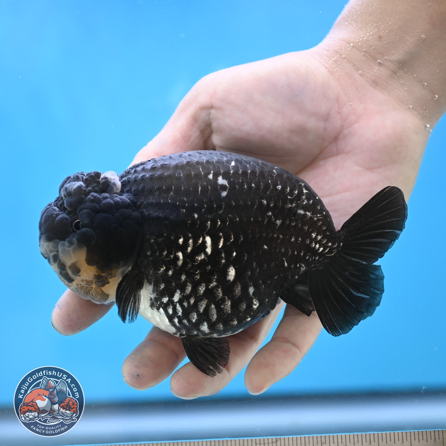 Black Platinum Ranchu 4.75 inches Body - Female (250131_RC03)