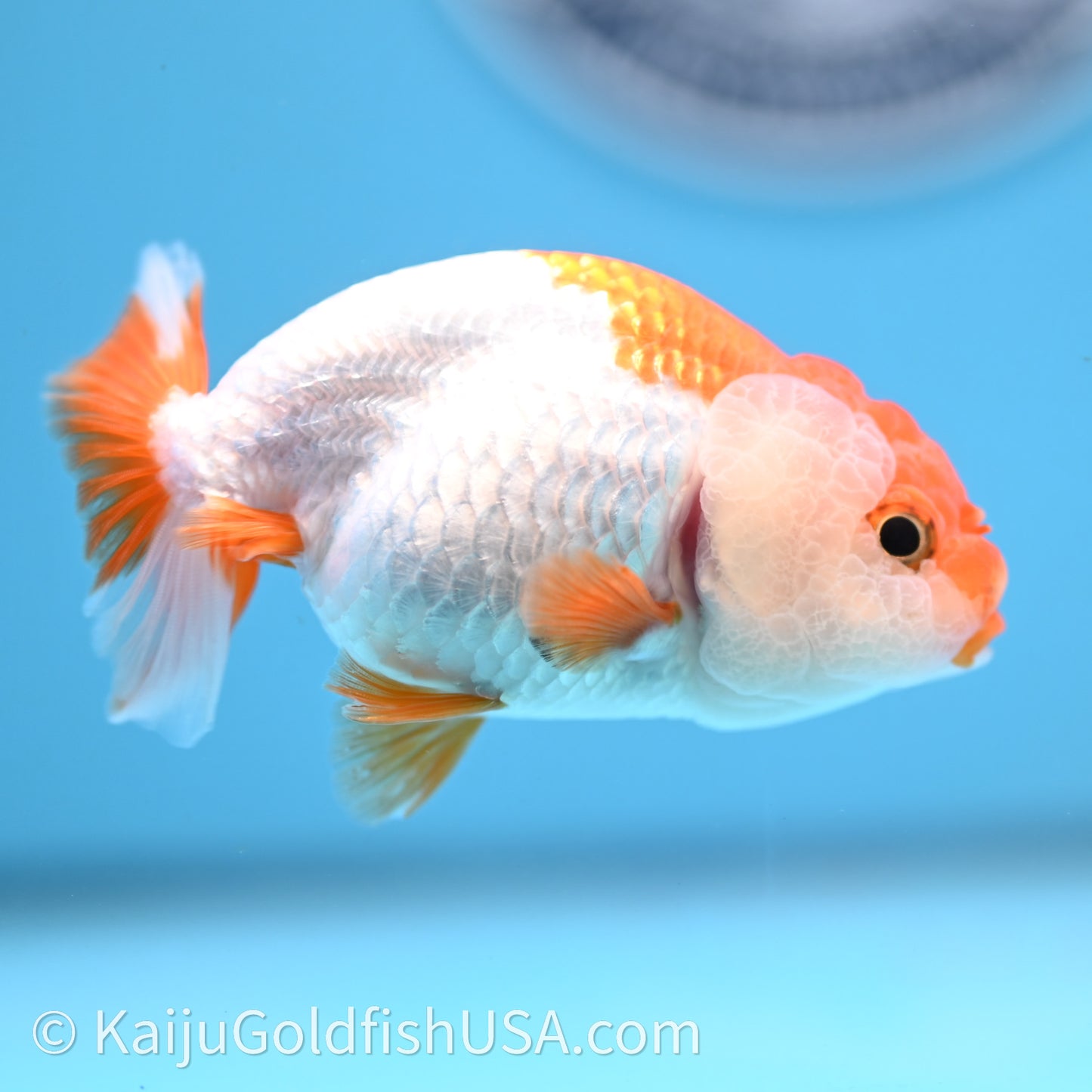 Baby Red White Lionchu 3.2in body (240726_RC03) - Kaiju Goldfish USA