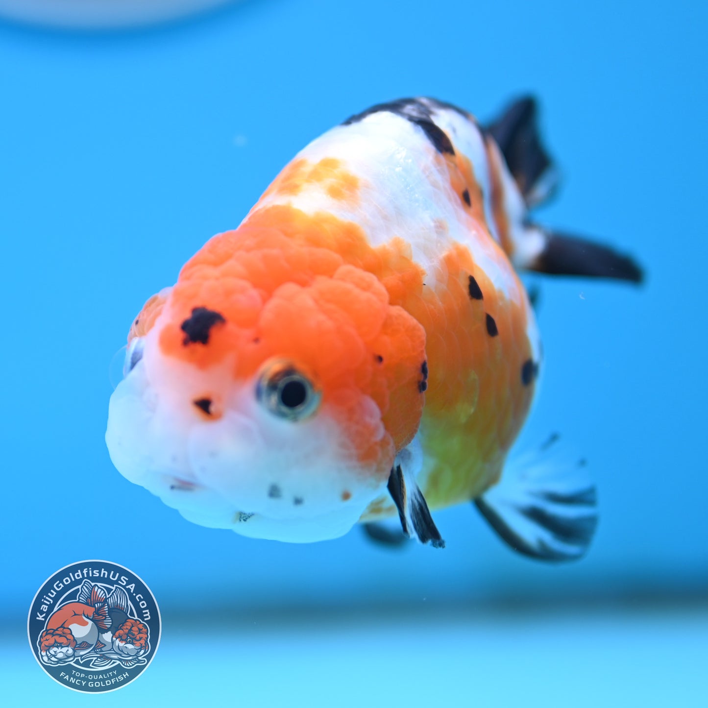 Cow Ranchu 4 inches Body - Female (250418_RC03)