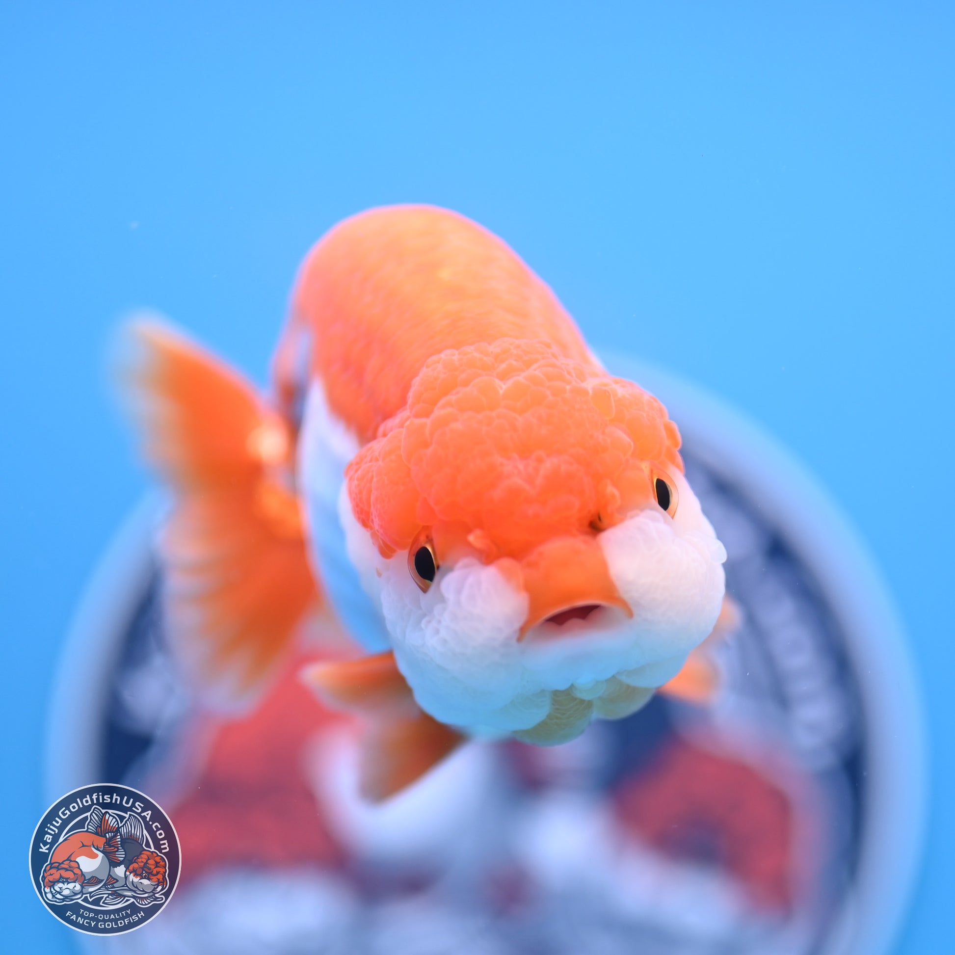 Shogun Red White Ranchu 4.5in Body (240802_RC03) - Kaiju Goldfish USA